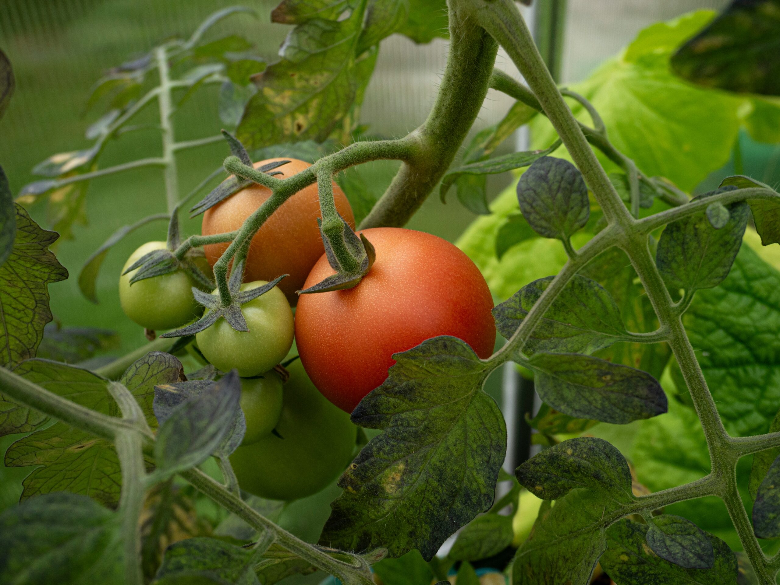 Tomatoes: What Are, Health Benefits, Nutrition Content, and Safety