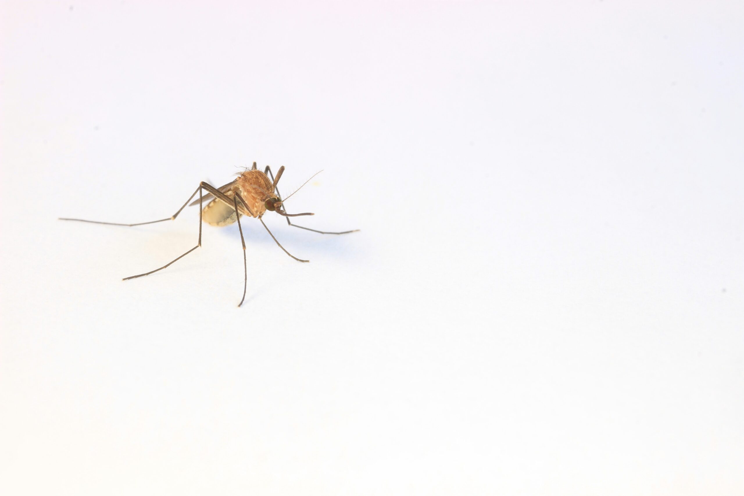 West Nile Virus: What Is, Causes, Symptoms, and More