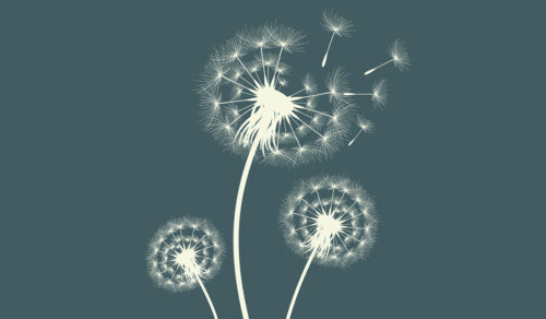 Dandelion