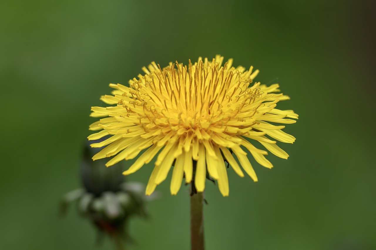 Dandelion: What Is, Appearance, Uses, and Contradictions