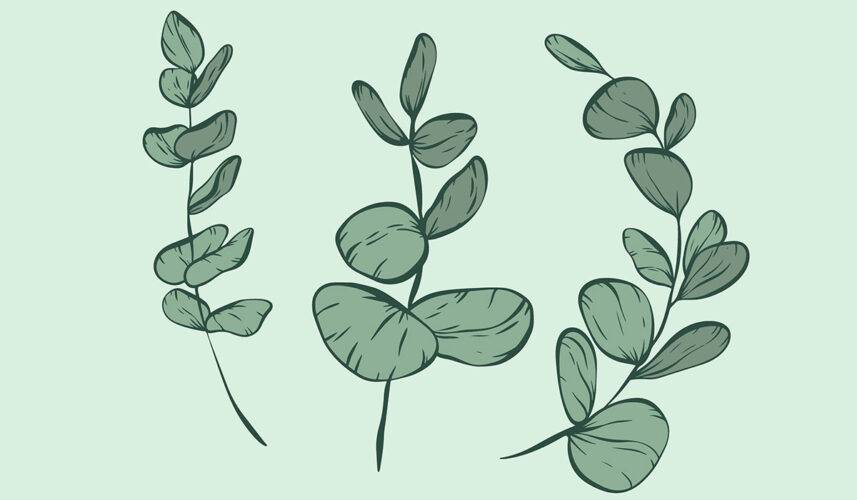 Eucalyptus: What Is, Occurence, Apperance, and Use