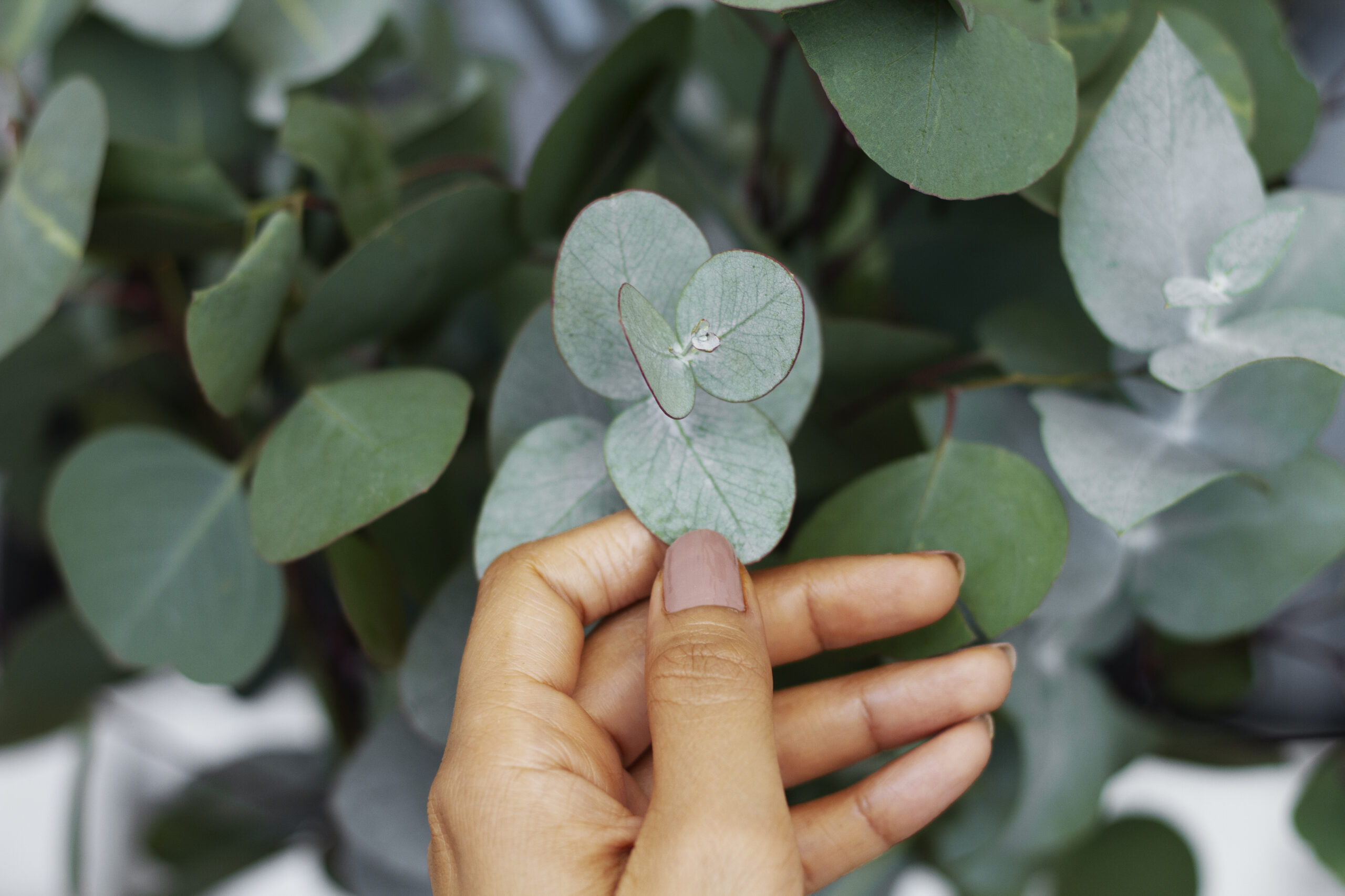 Eucalyptus: What Is, Occurence, Apperance, and Use