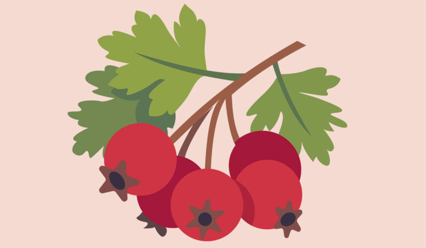 Hawthorn: What Is, Health Benefits, Compounds, and Safety