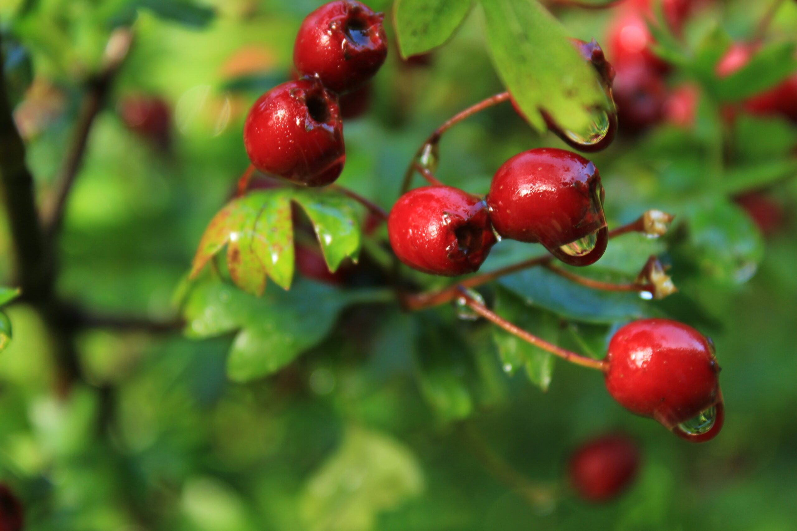 Hawthorn: What Is, Health Benefits, Compounds, and Safety