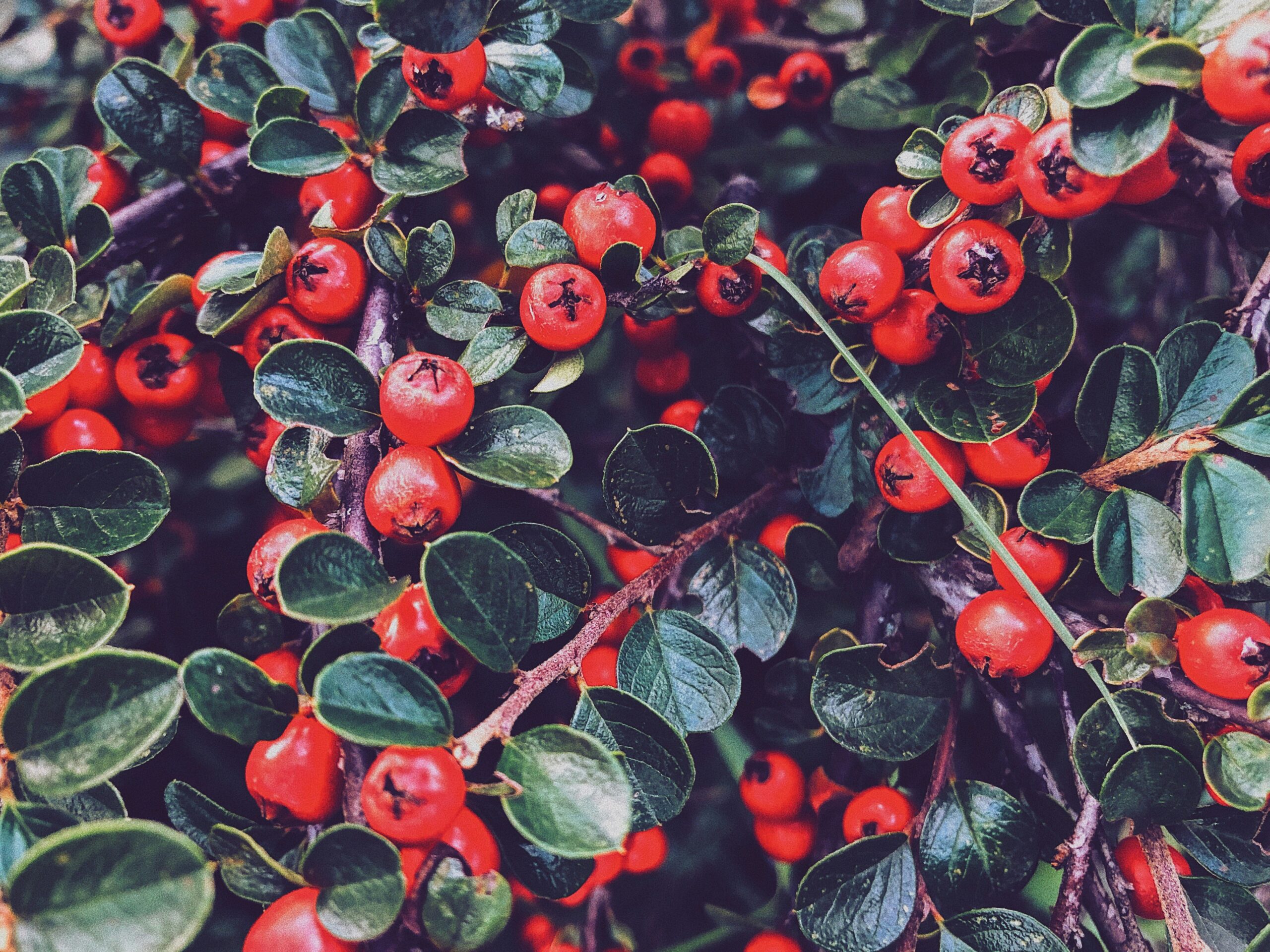 Hawthorn: What Is, Health Benefits, Compounds, and Safety