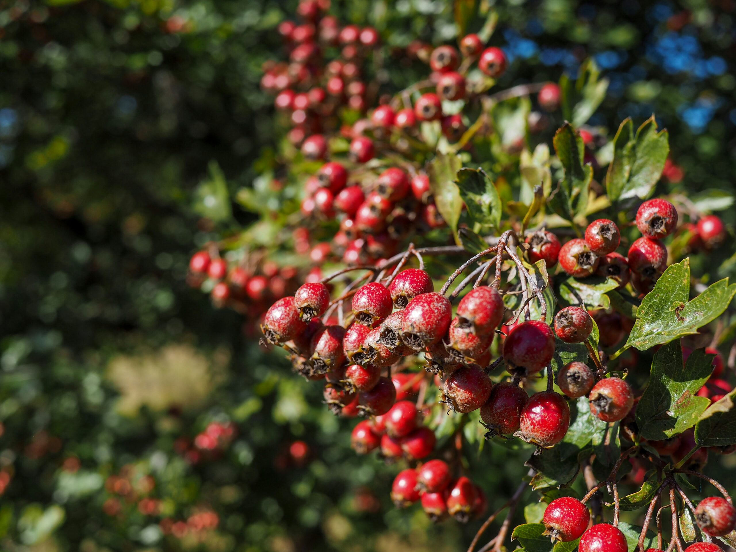 Hawthorn: What Is, Health Benefits, Compounds, and Safety