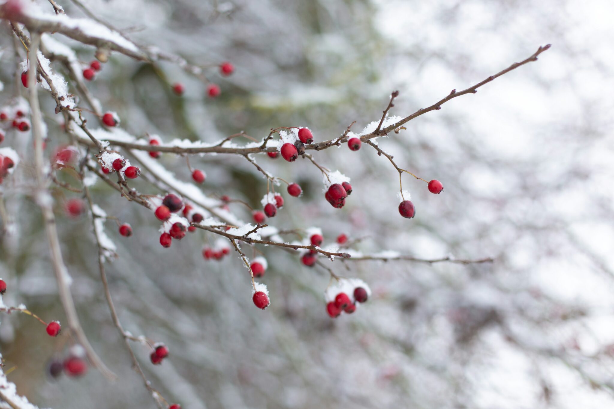 Hawthorn What Is, Health Benefits, Compounds, and Safety