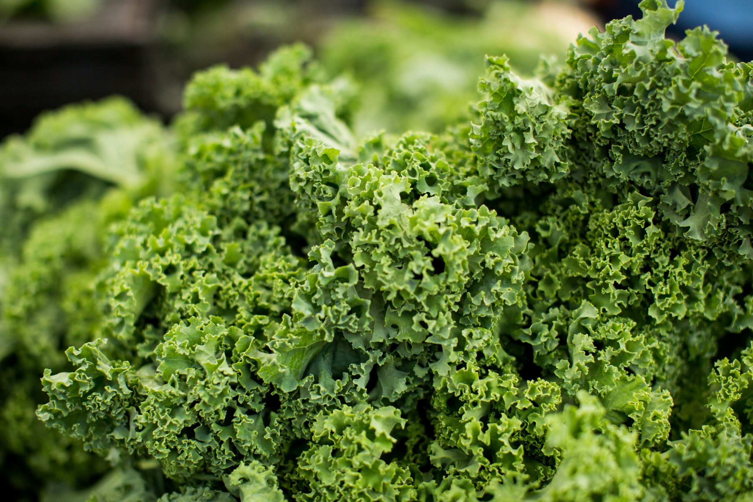 Kale: What Is, Health Benefits, Composition, and Safety