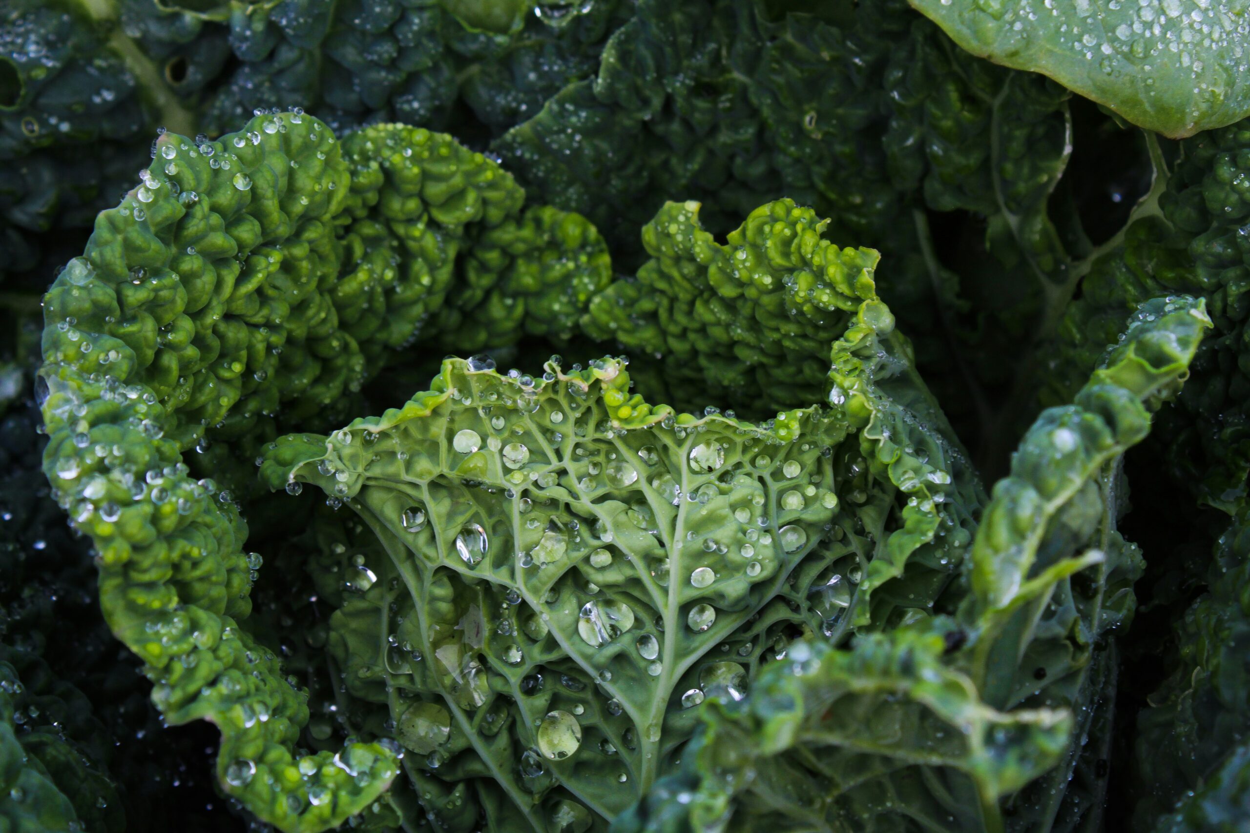 Kale: What Is, Health Benefits, Composition, and Safety