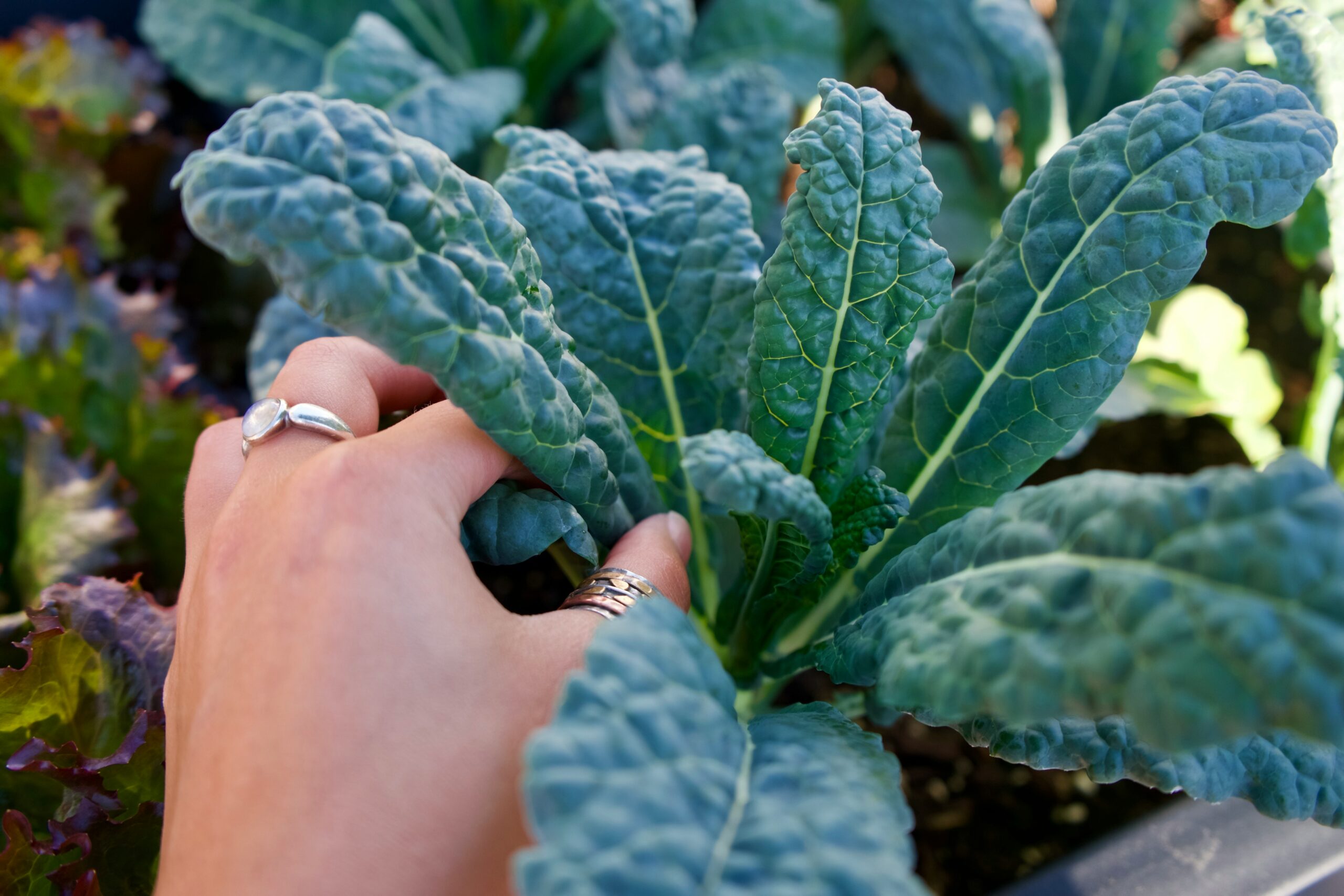 Kale: What Is, Health Benefits, Composition, and Safety