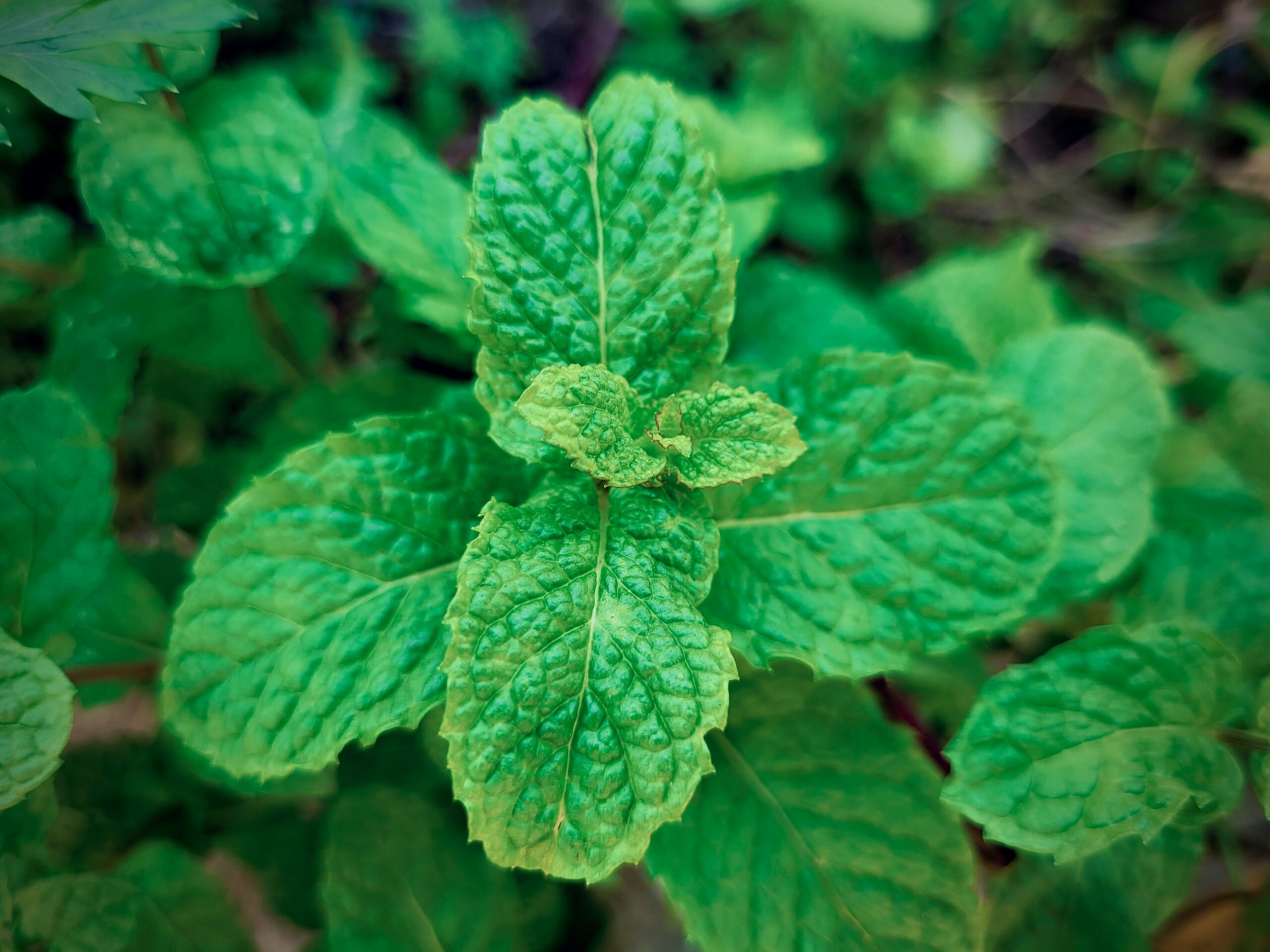 Mint: What Is, Health Benefits,Content, and Safety