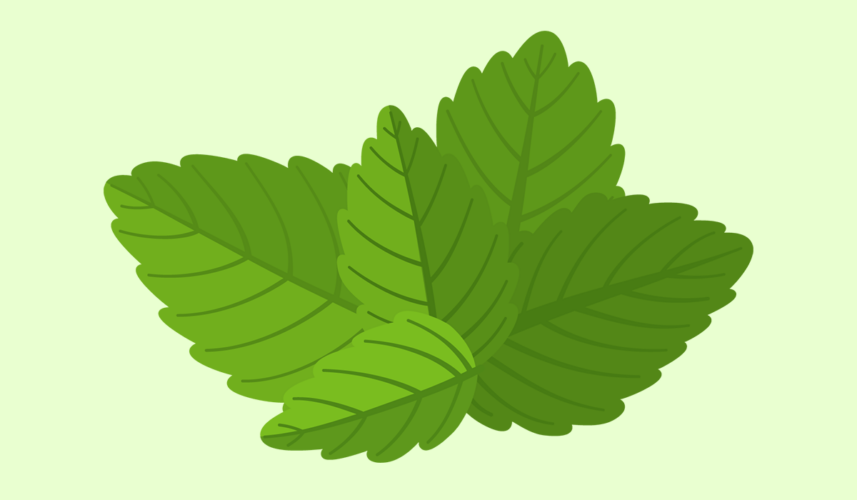 Mint: What Is, Health Benefits,Content, and Safety