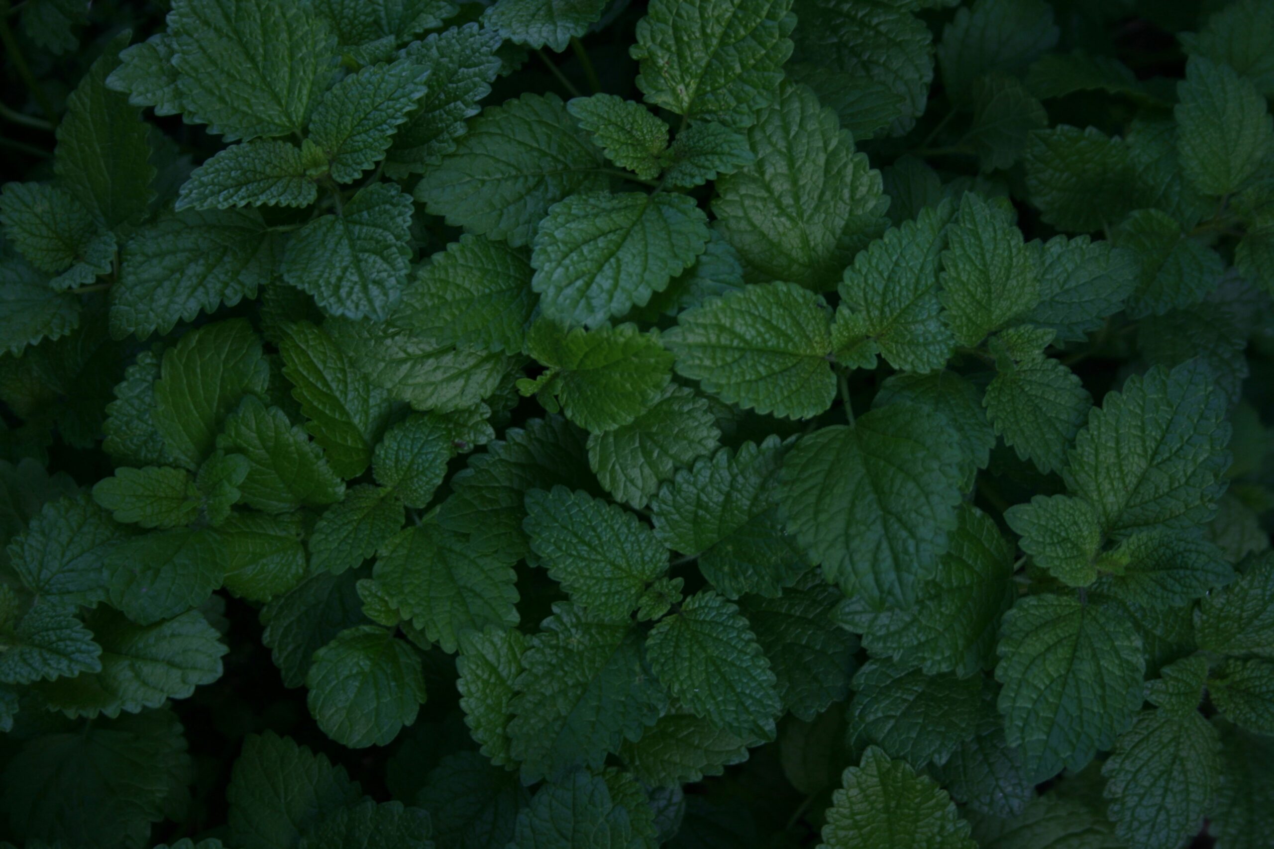 Mint: What Is, Health Benefits,Content, and Safety