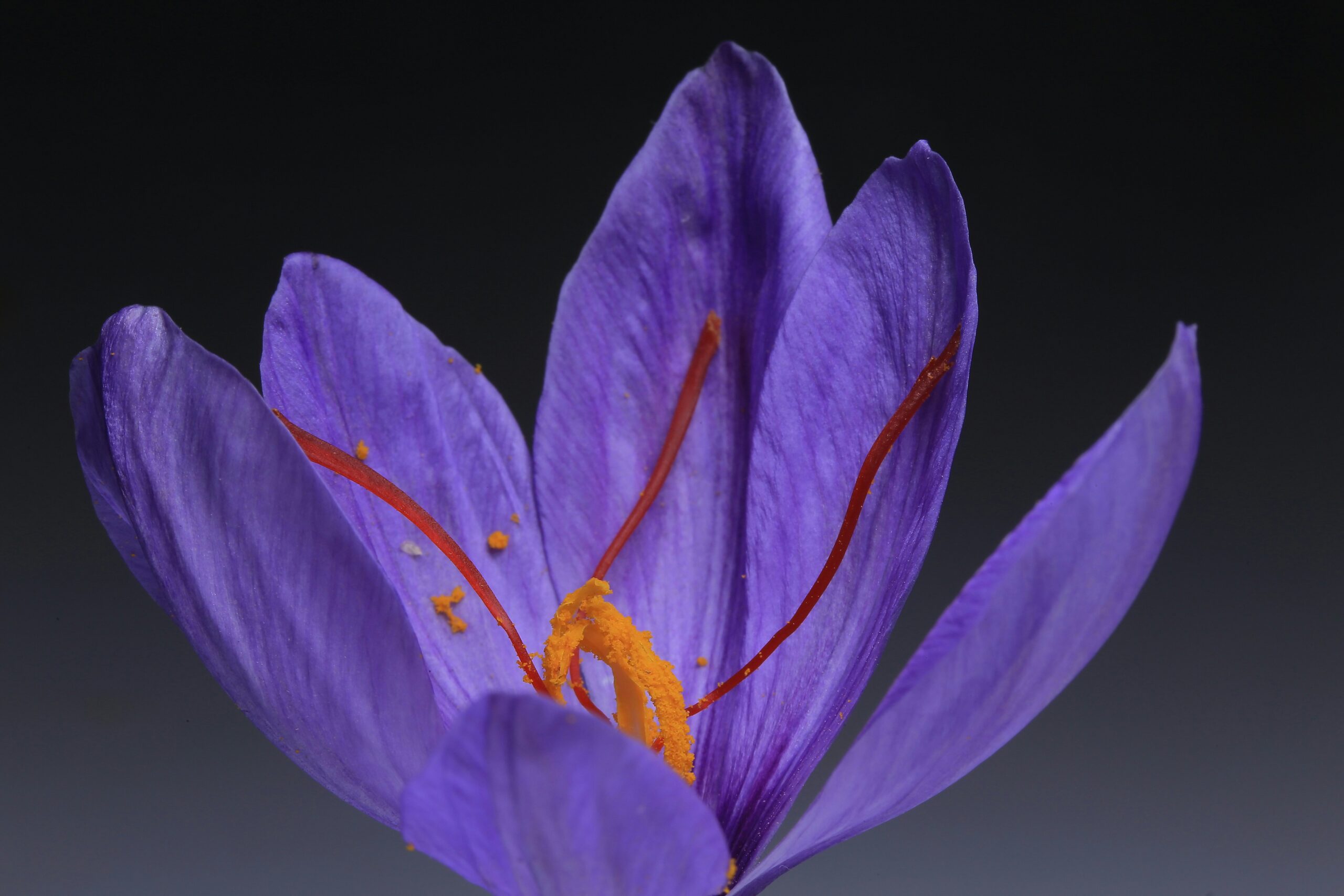 Saffron: What Is, Health Benefits, Content, and Safety