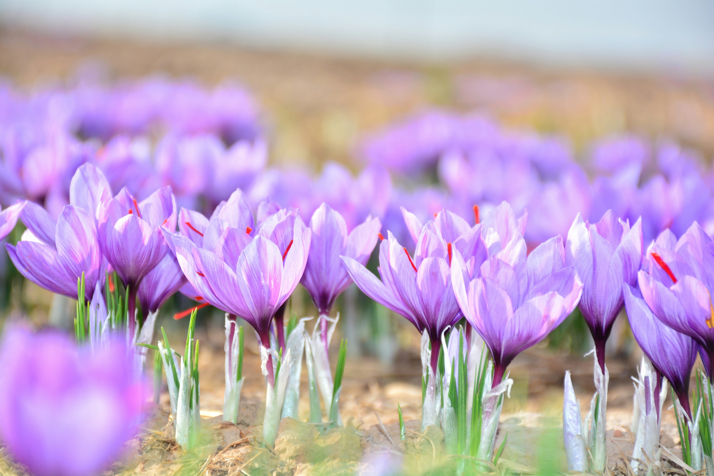 Saffron: What Is, Health Benefits, Content, and Safety