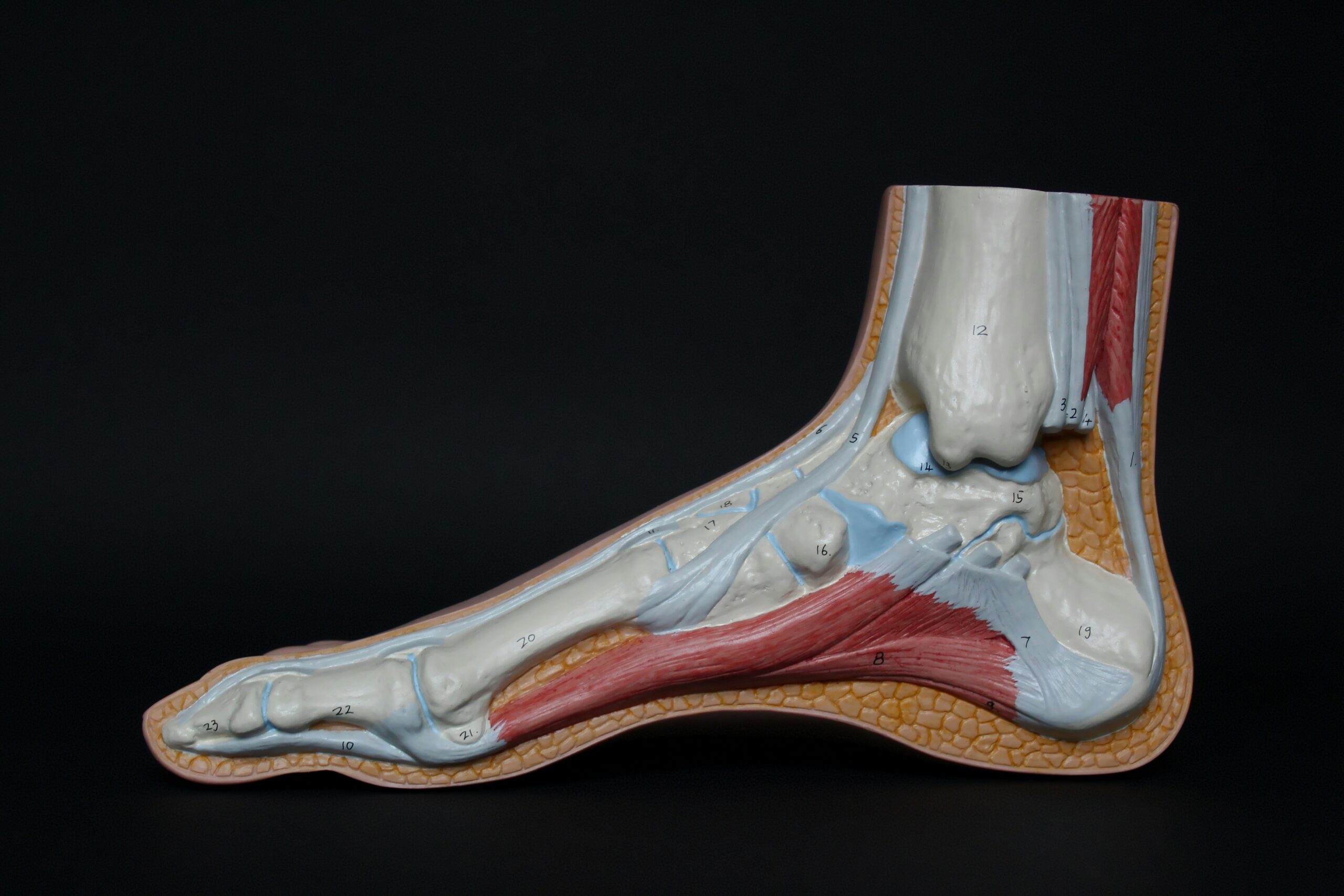 Tendon: What Is, Anatomy, Common Conditions, and Treatment of Issues