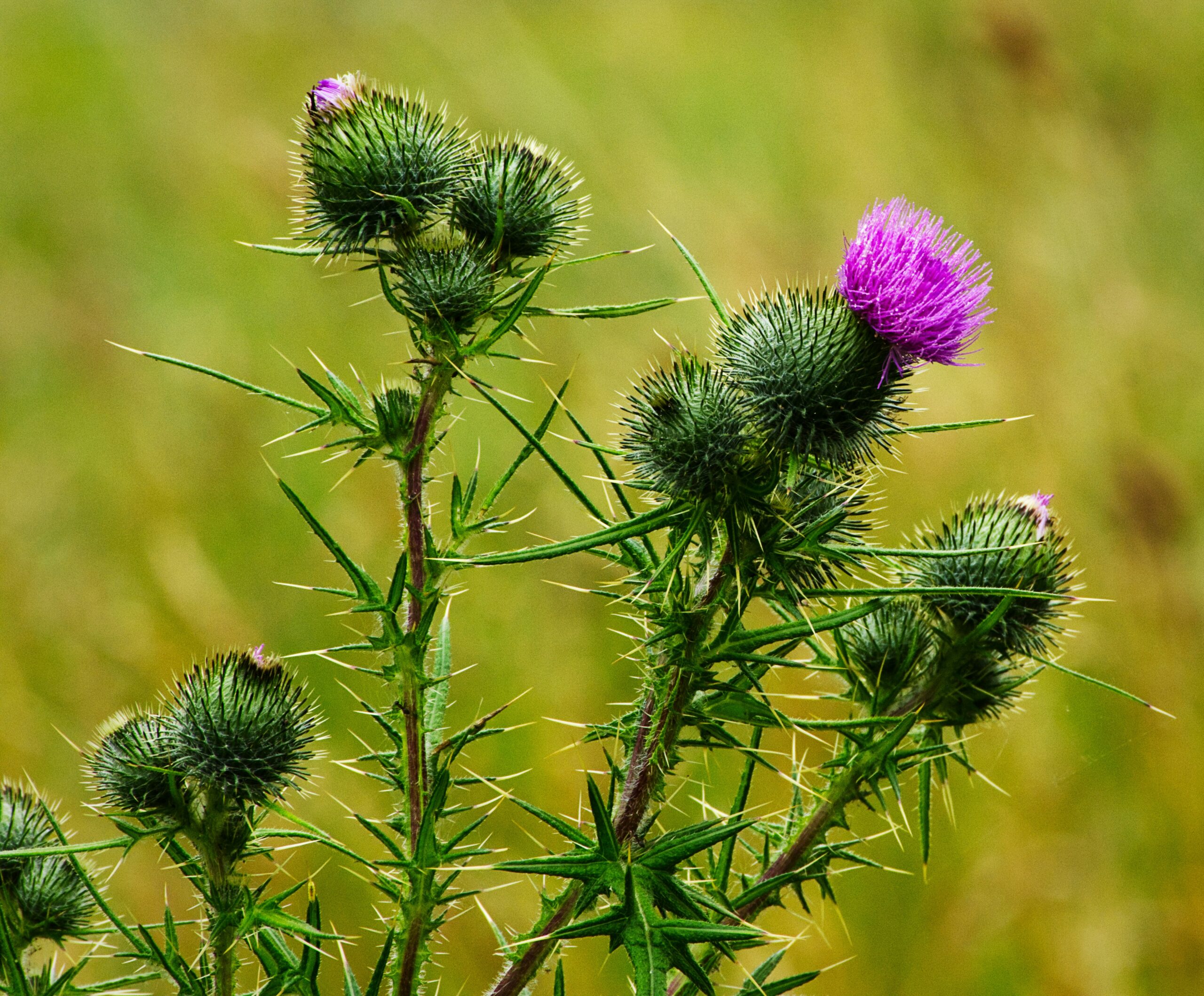 Thistle: What Is, Health Benefits, Dosage, and Safety