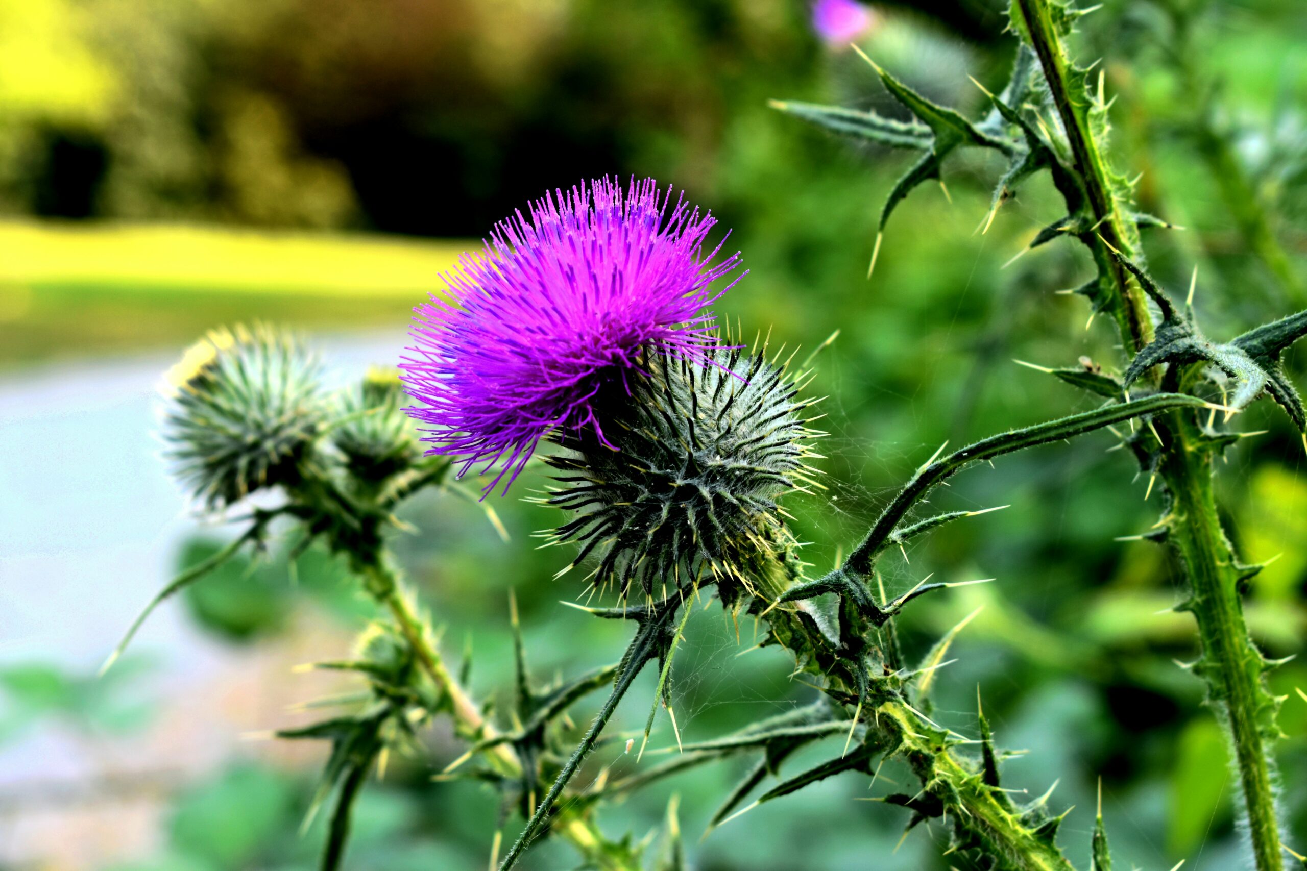 Thistle: What Is, Health Benefits, Dosage, and Safety