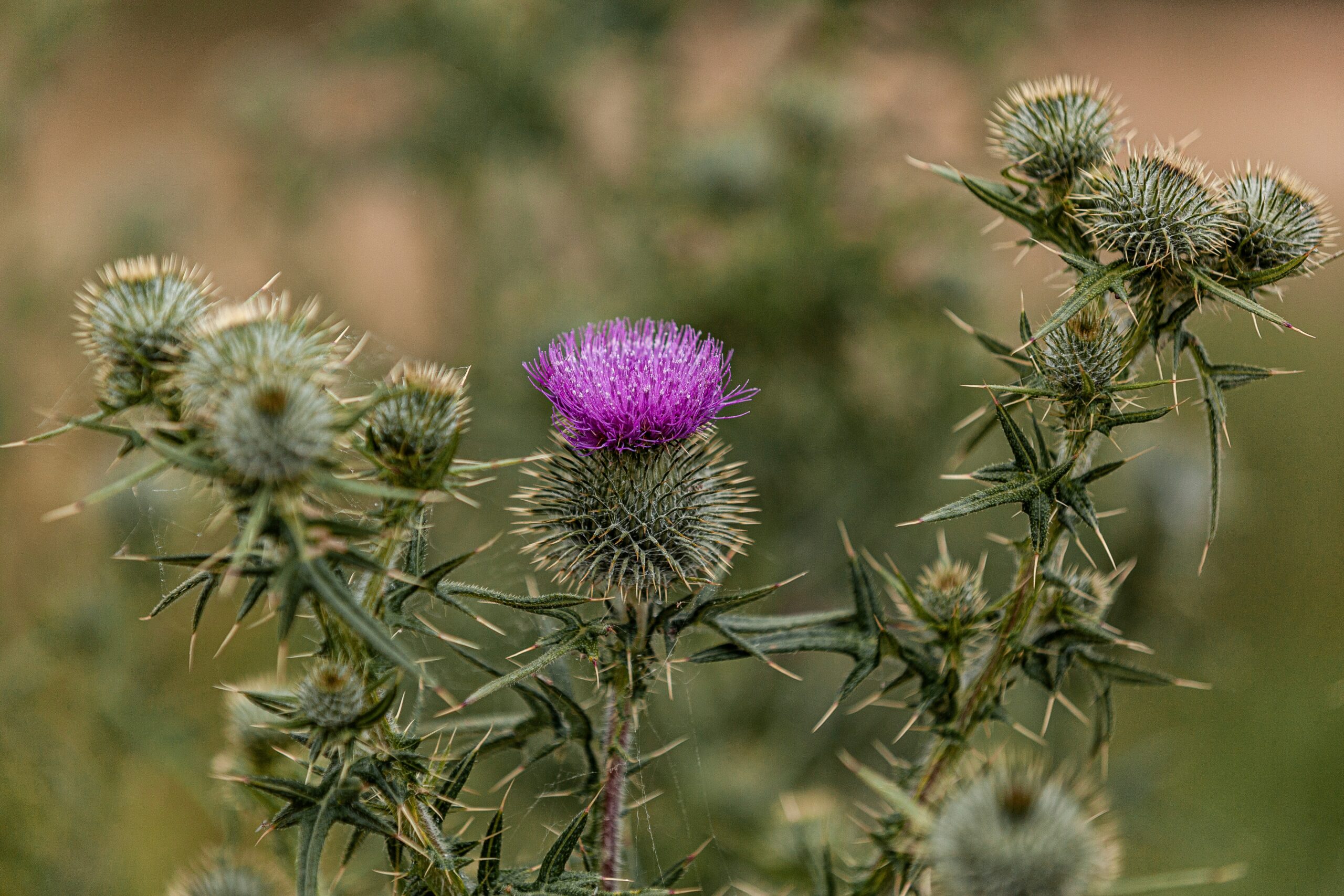 Thistle: What Is, Health Benefits, Dosage, and Safety