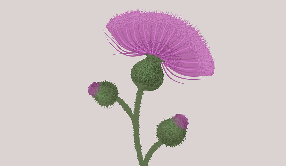 Thistle