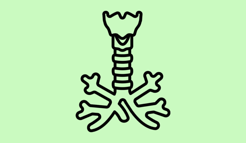 Trachea: What Is, Anatomy, Roles, and Treatment of Issues