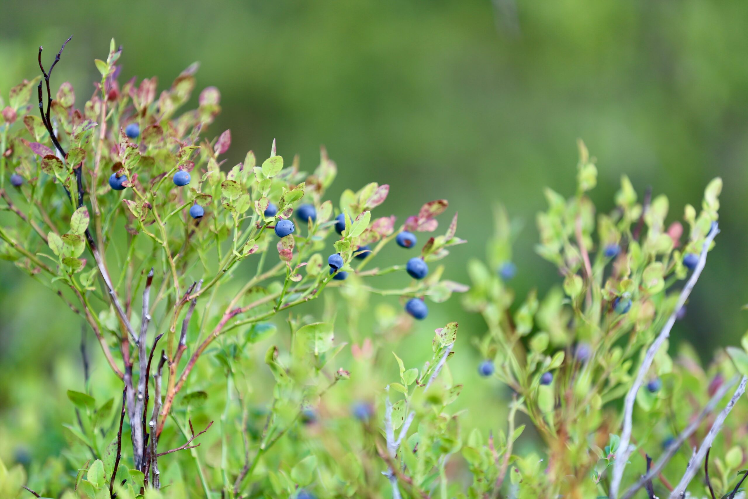 Blueberry: What Is, Health Benefits, Content, and Safety