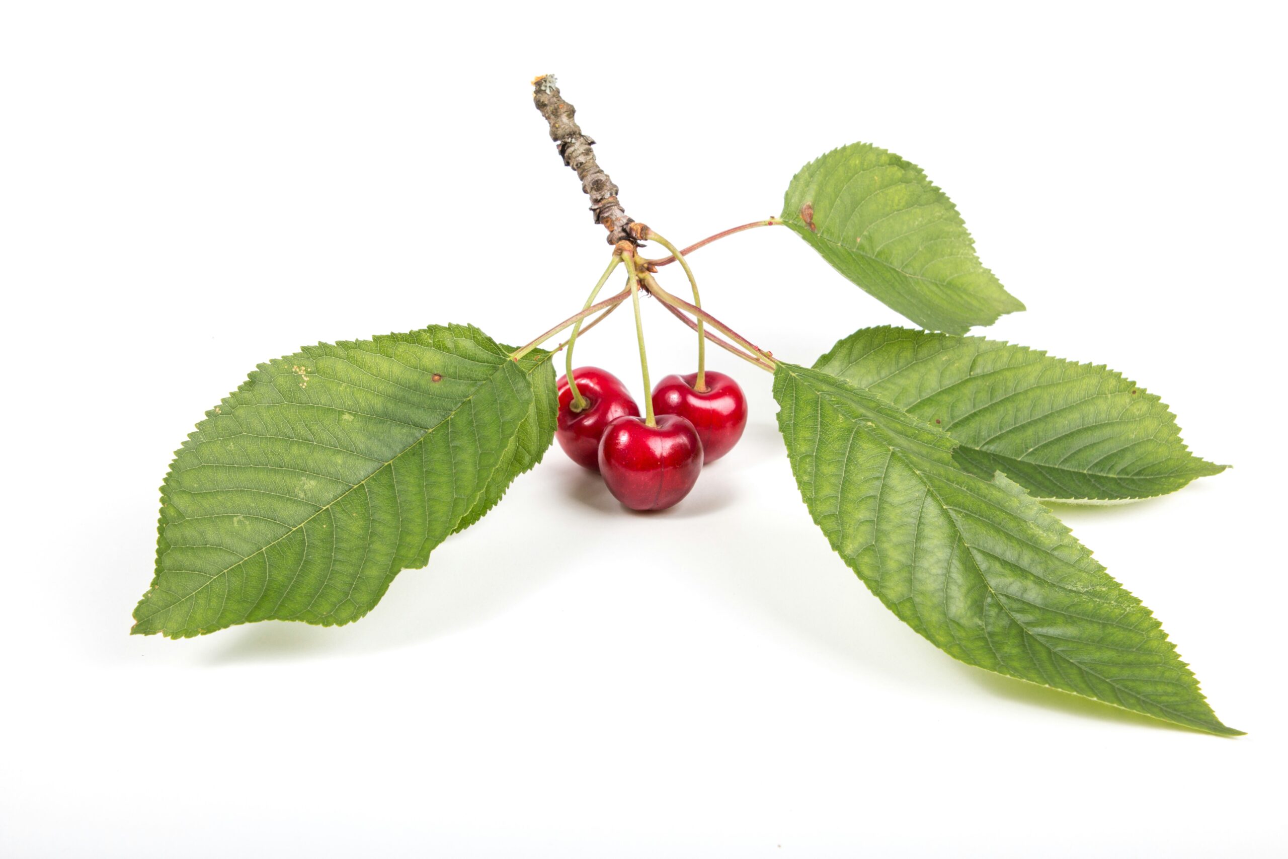 Cherry: What Is, Health Benefits, Content, and Safety