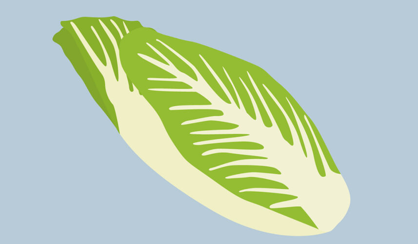 Chicory: What Is, Benefits, Content, Uses, and Safety