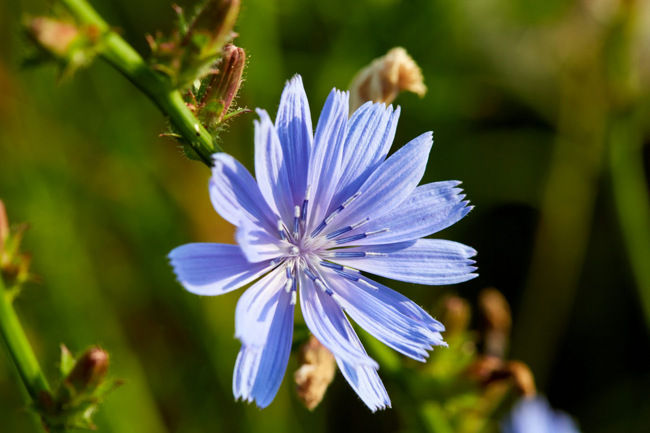 Chicory: What Is, Benefits, Content, Uses, and Safety