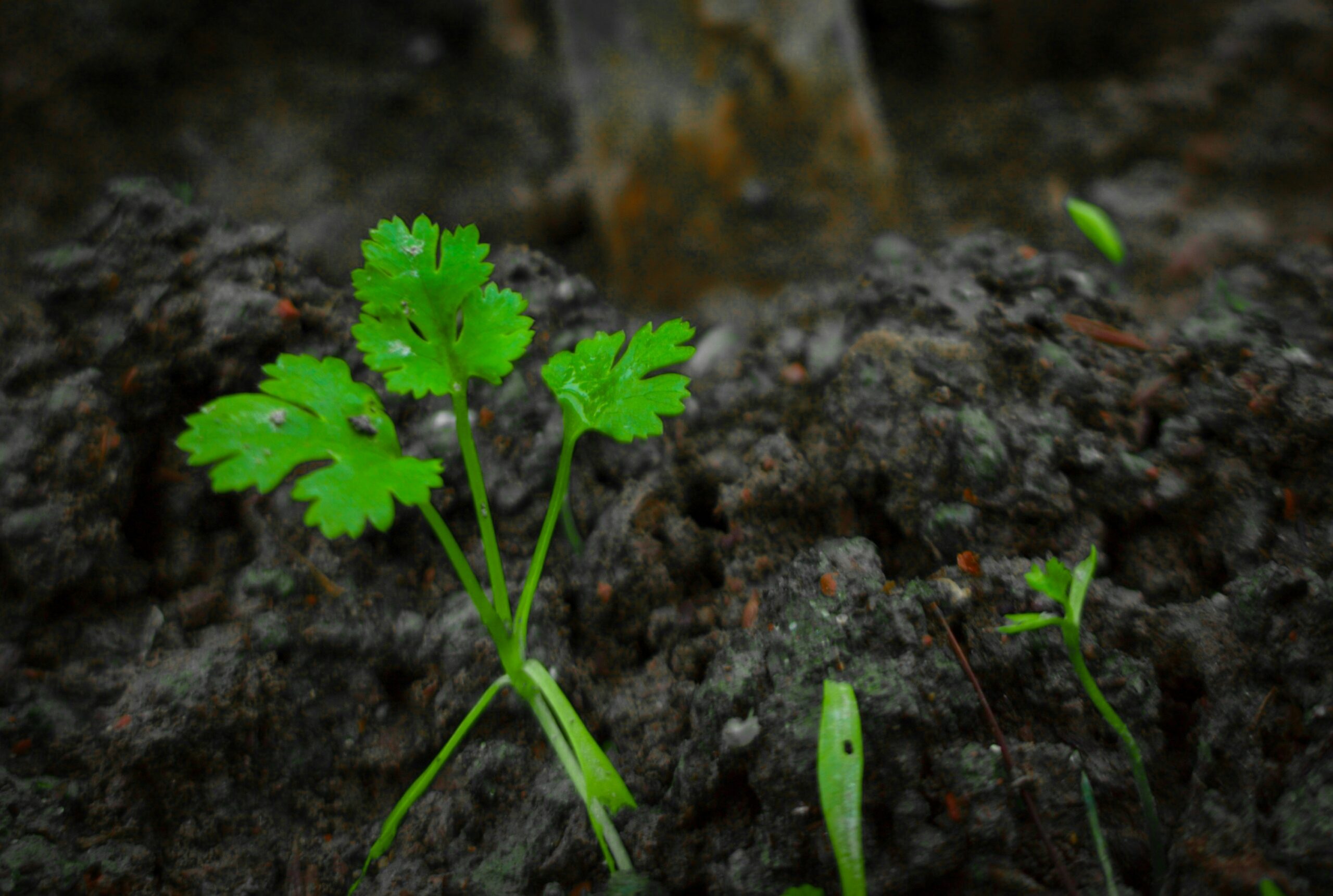 Cilantro: What Is, Health Benefits, Content, and Safety