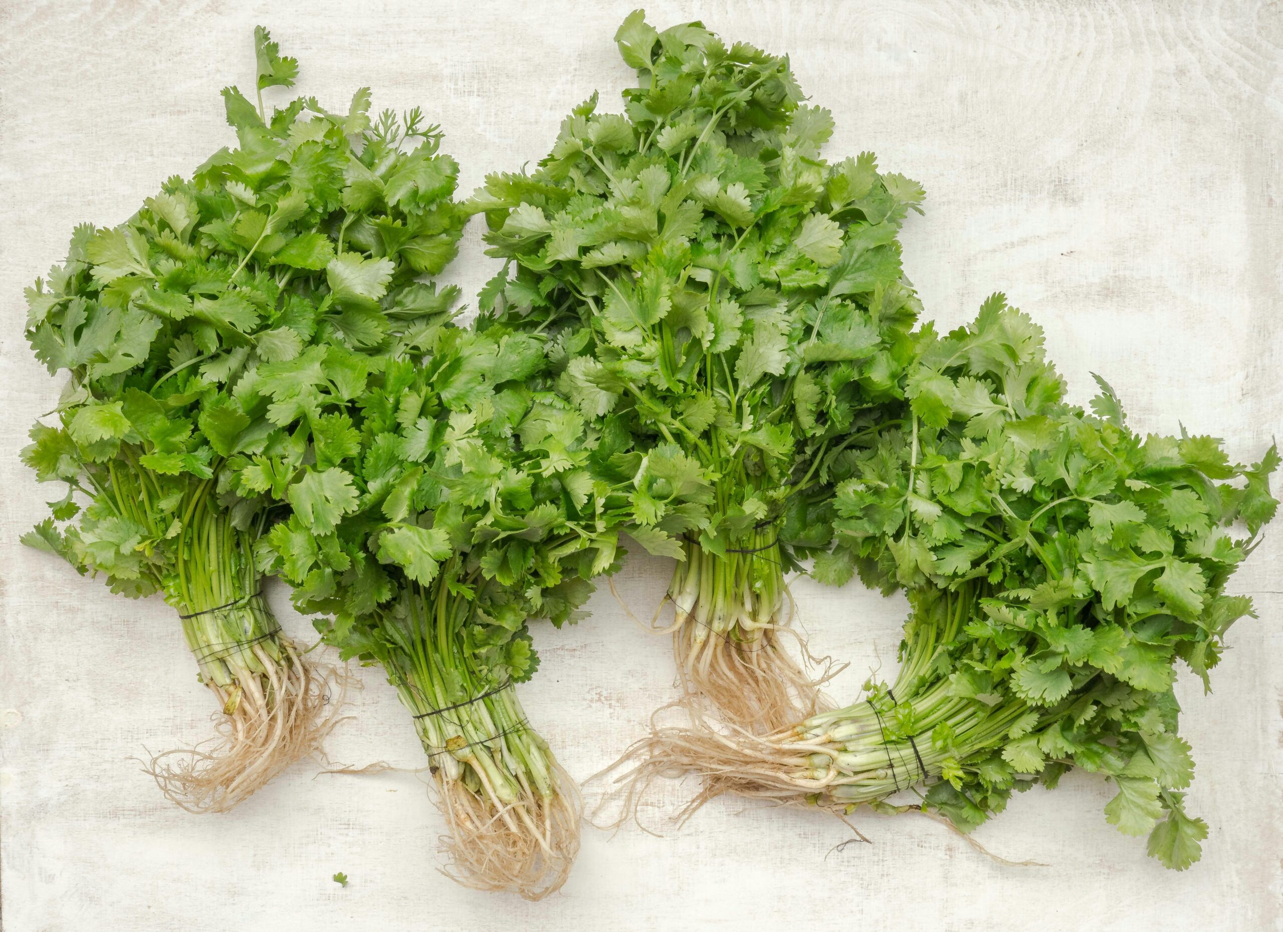 Cilantro: What Is, Health Benefits, Content, and Safety