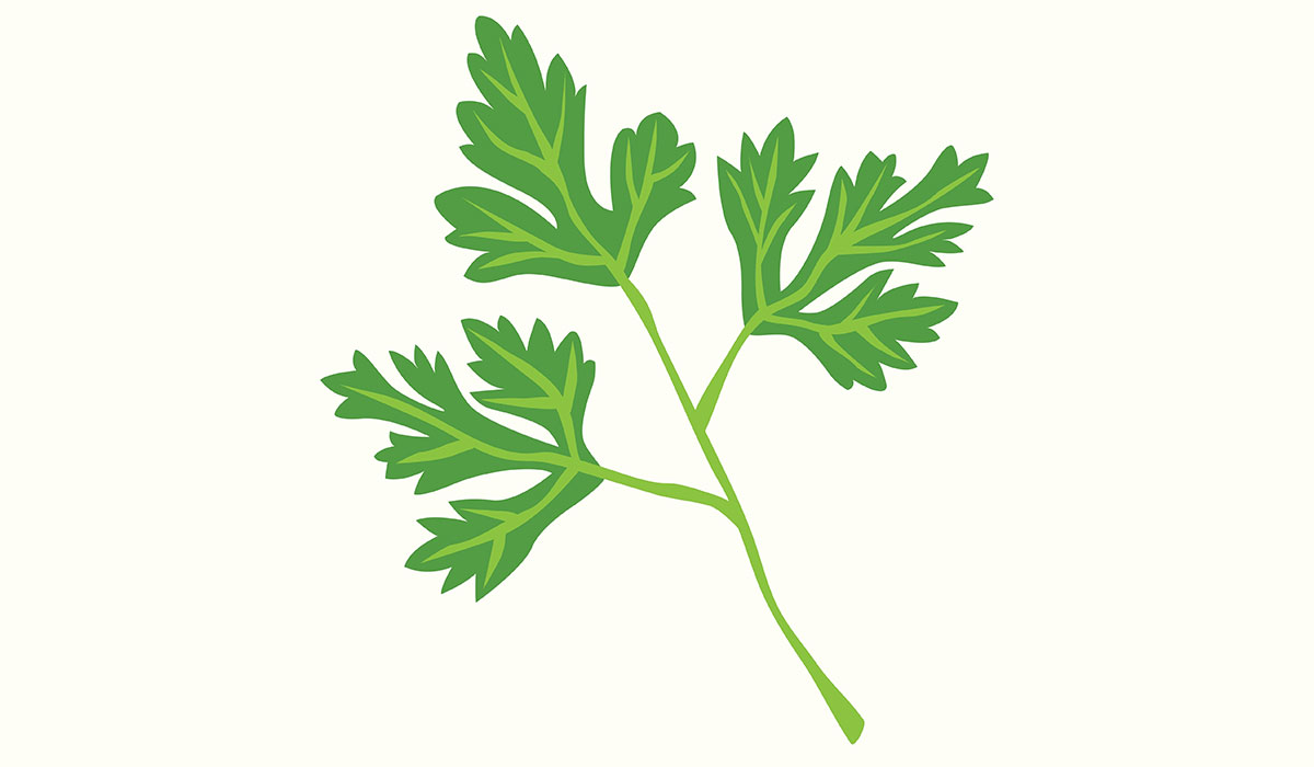 Cilantro