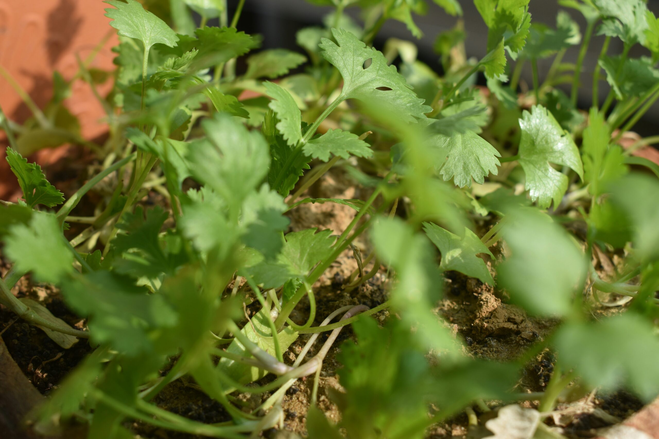 Cilantro: What Is, Health Benefits, Content, and Safety