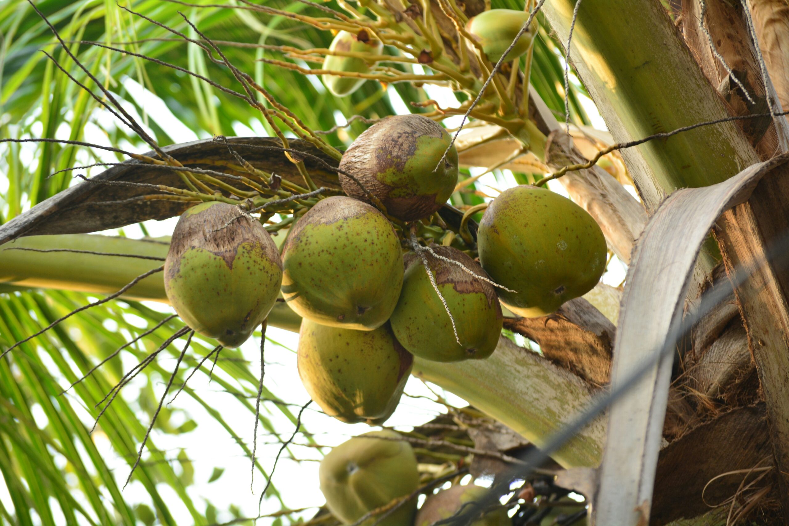 Coconut Oil: What Is, Health Benefits, Content, and Safety