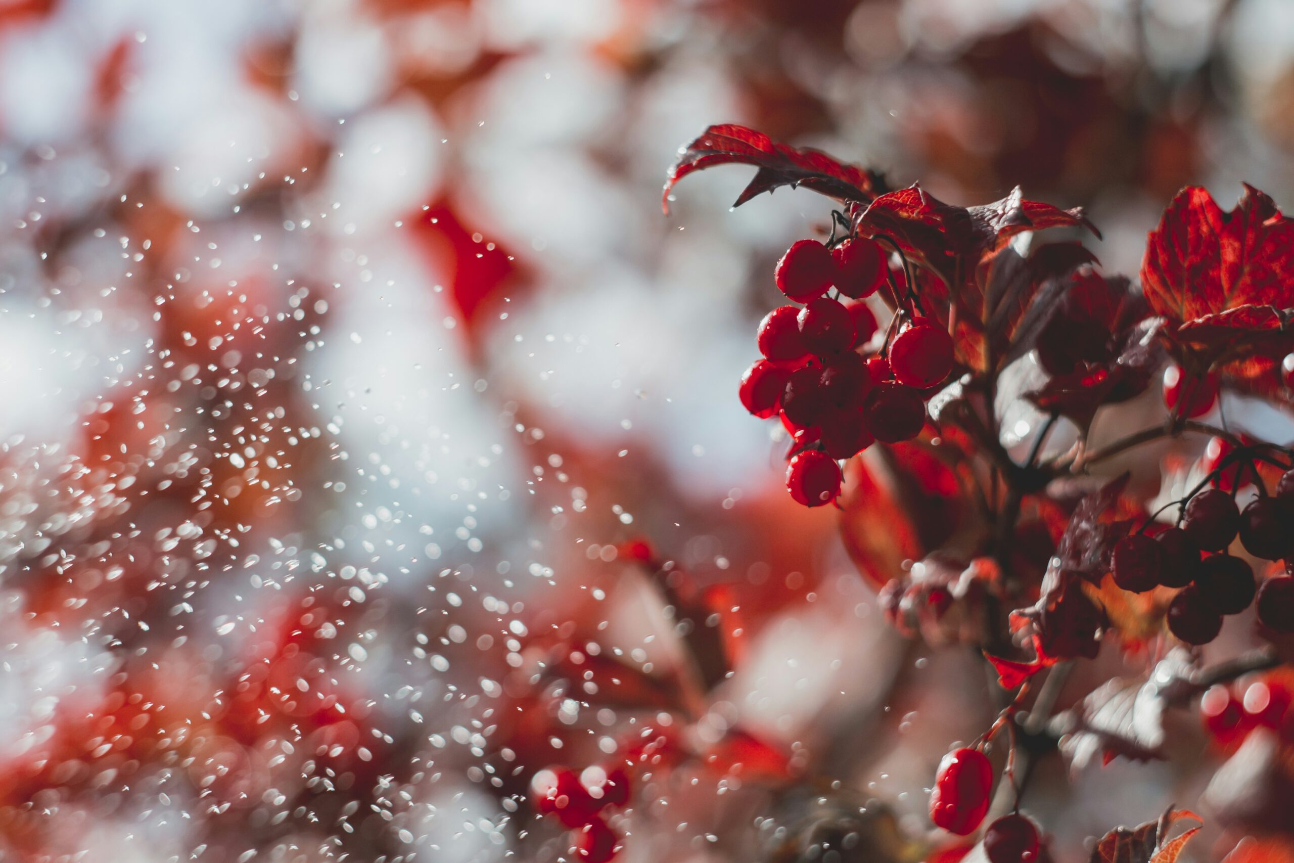 Cranberries: What Are, Health Benefits, Content, and Safety