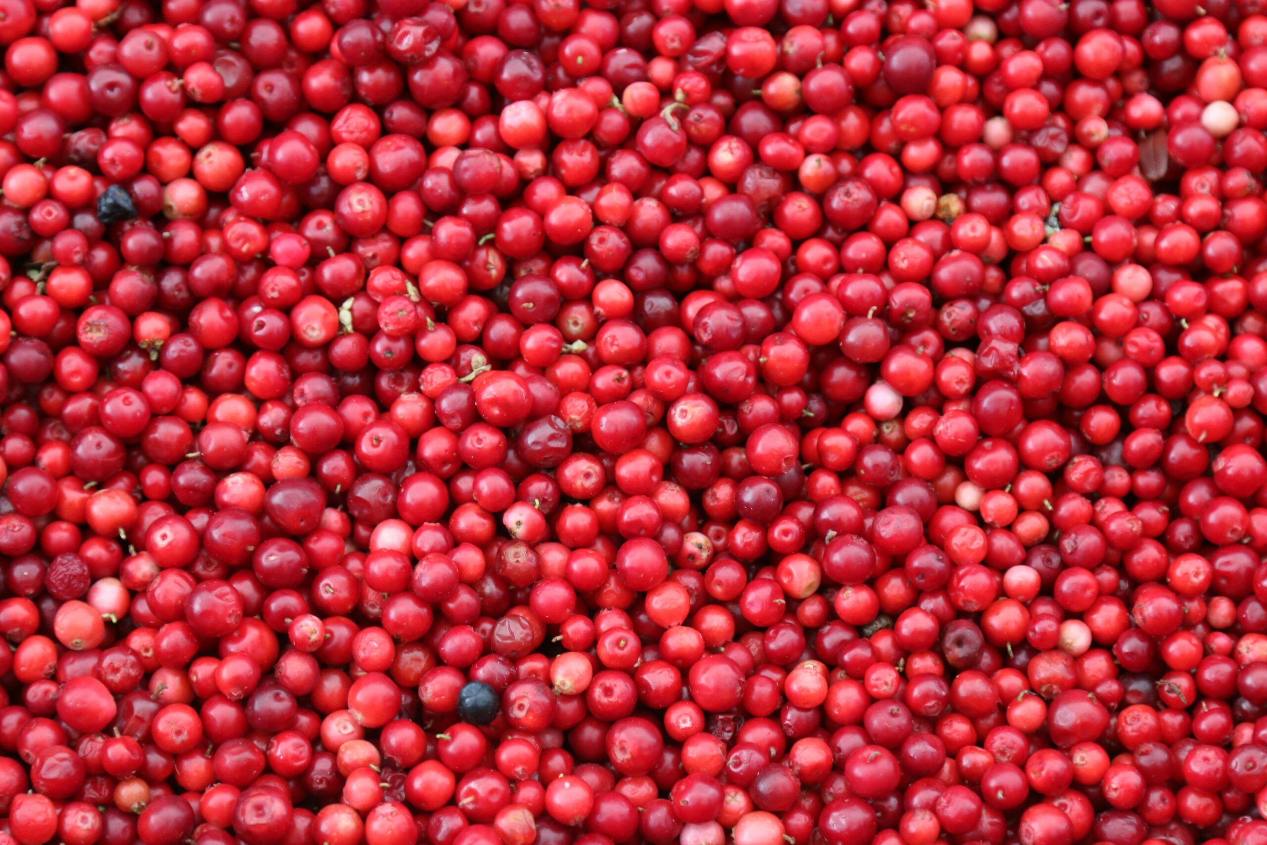 Cranberries: What Are, Health Benefits, Content, and Safety