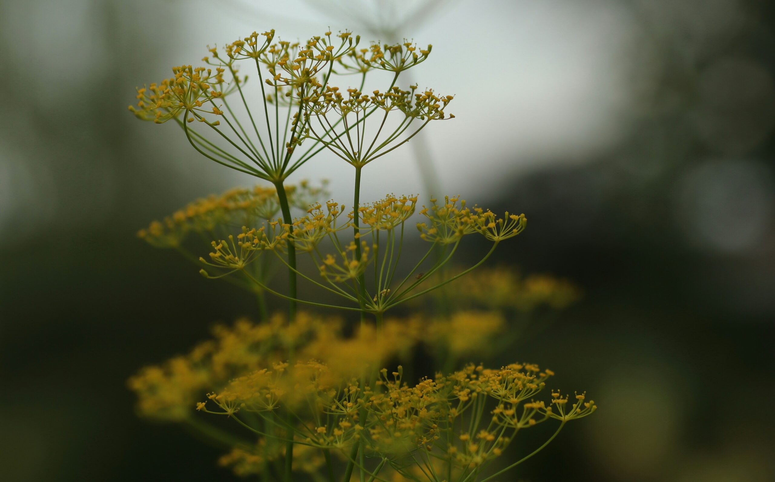 Dill: What Is, Health Benefits, Content, and Safety