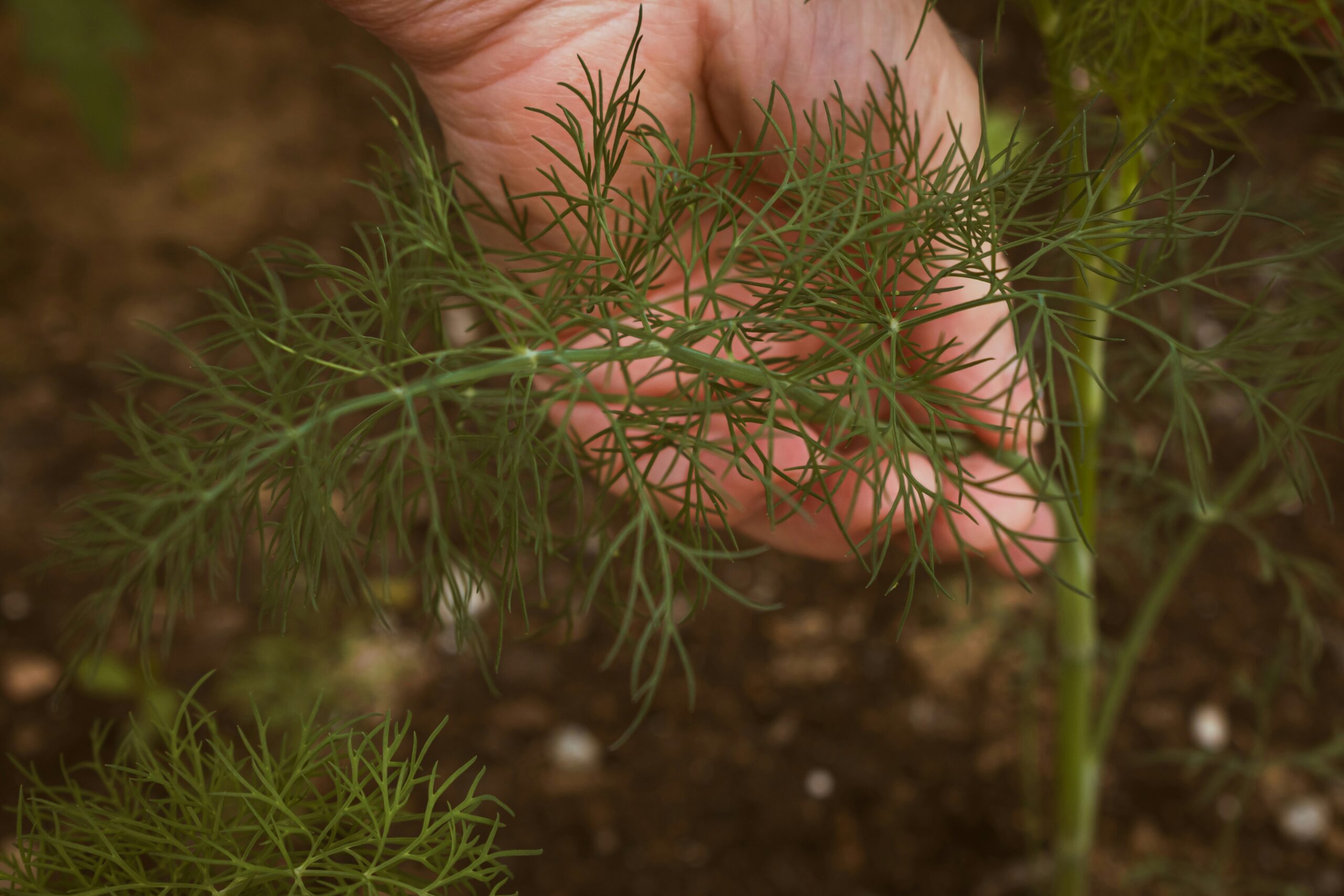 Dill: What Is, Health Benefits, Content, and Safety