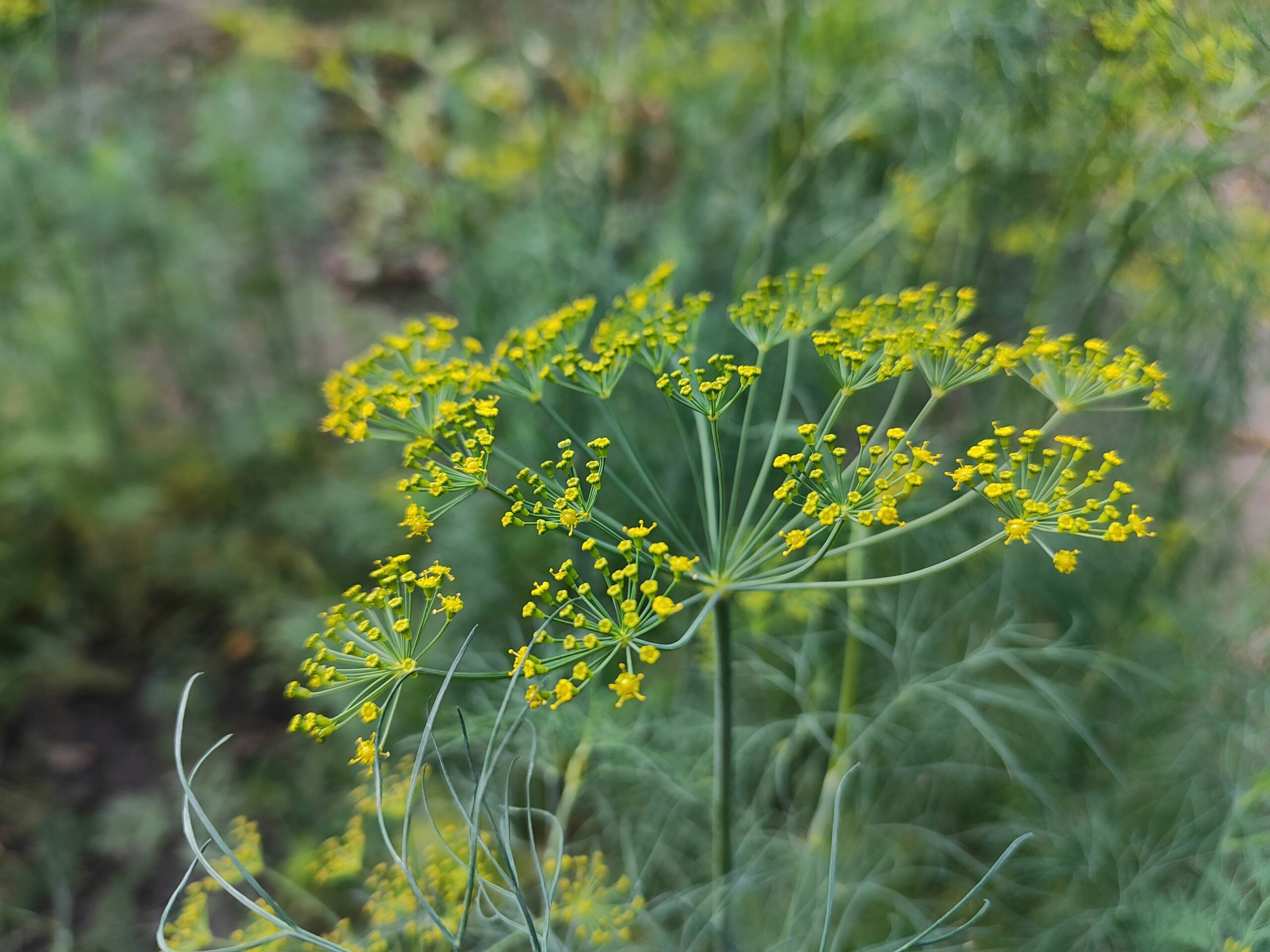 Dill: What Is, Health Benefits, Content, and Safety