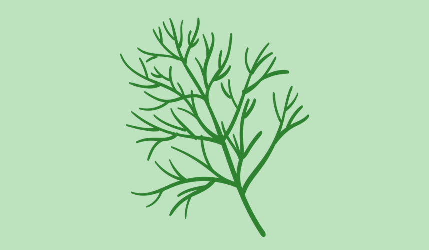 Dill: What Is, Health Benefits, Content, and Safety