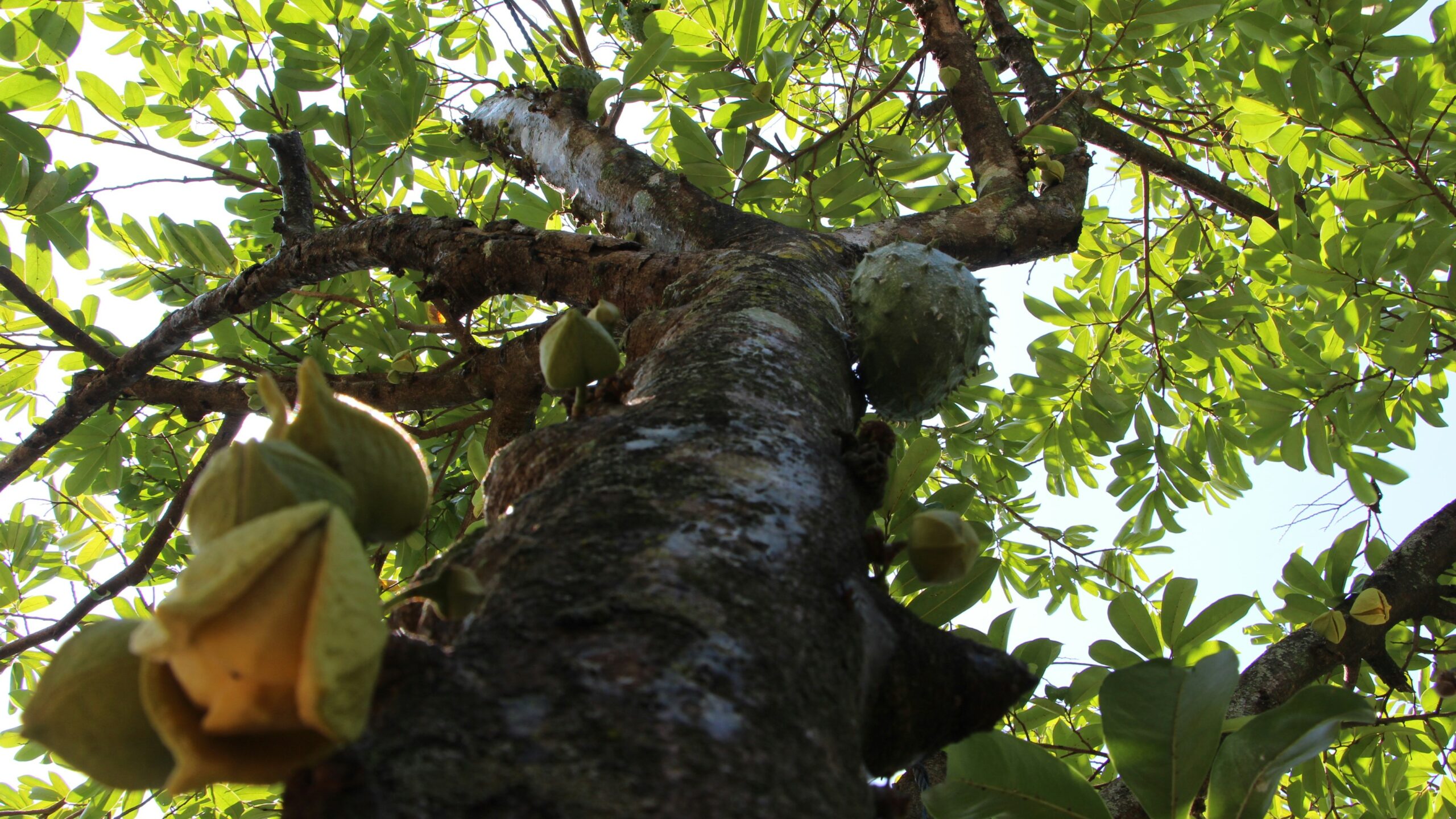 Durian: Uses, Benefits, Content, and Safety