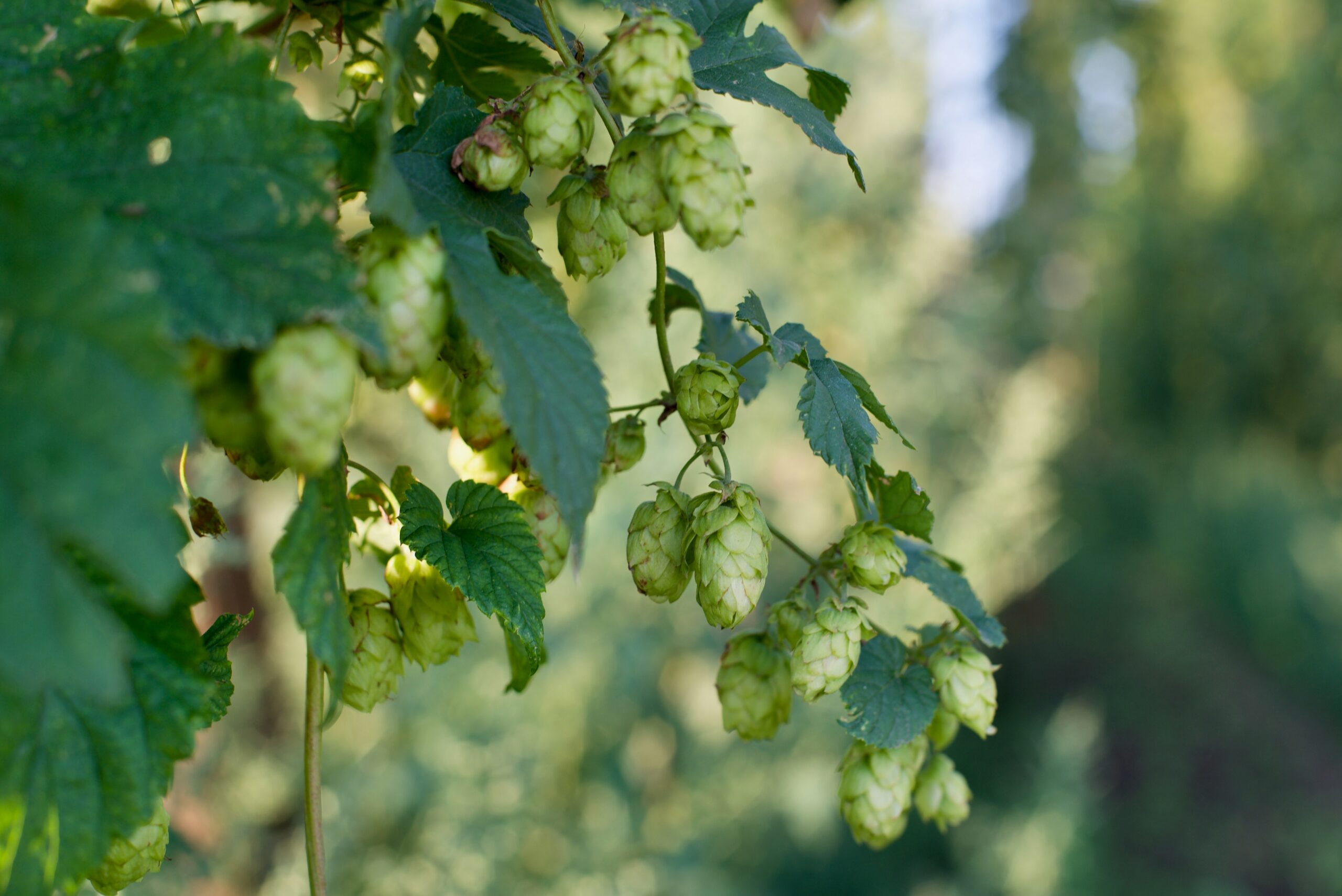 Hops: What Are, Health Benefits, Content, and Safety