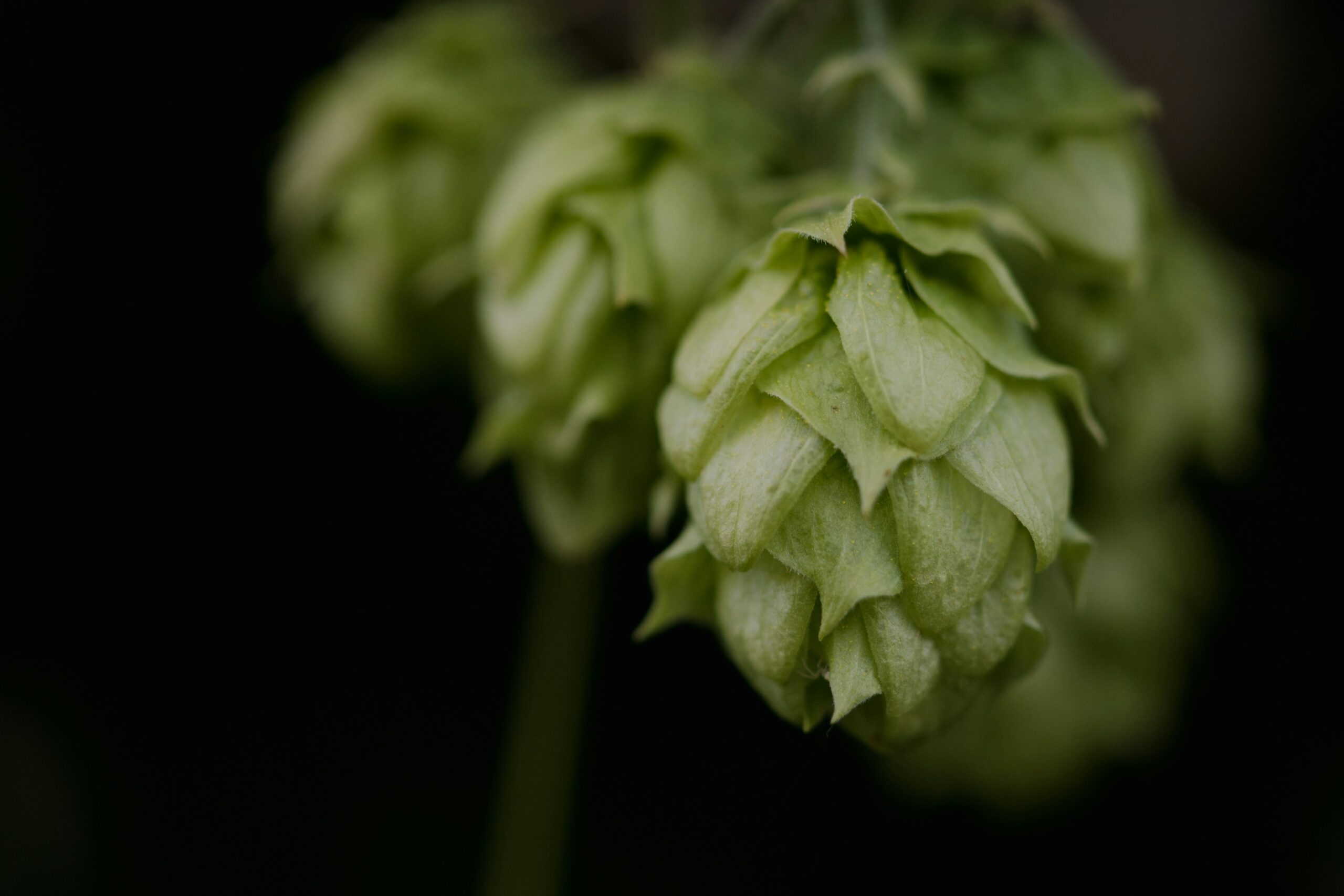 Hops: What Are, Health Benefits, Content, and Safety