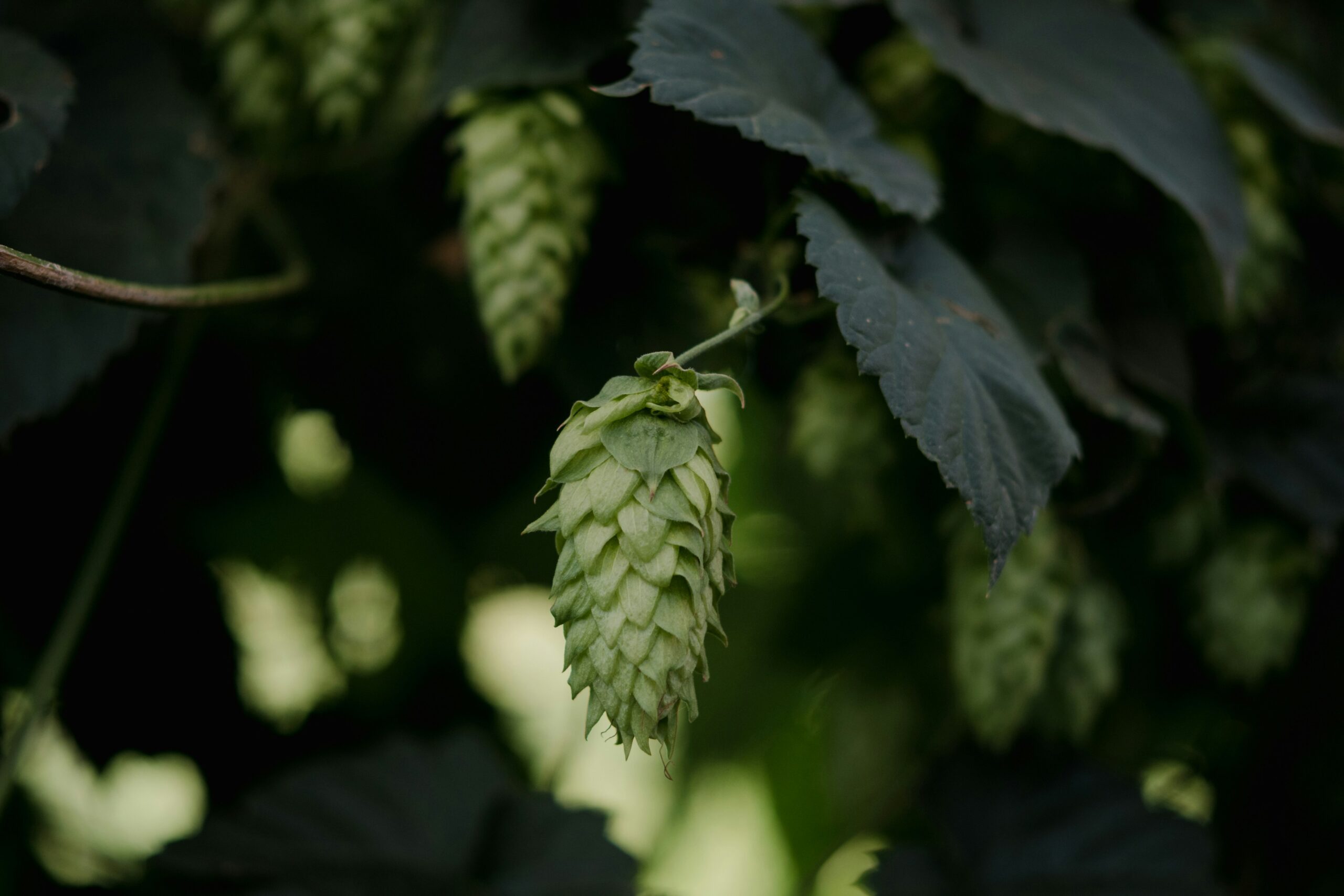 Hops: What Are, Health Benefits, Content, and Safety