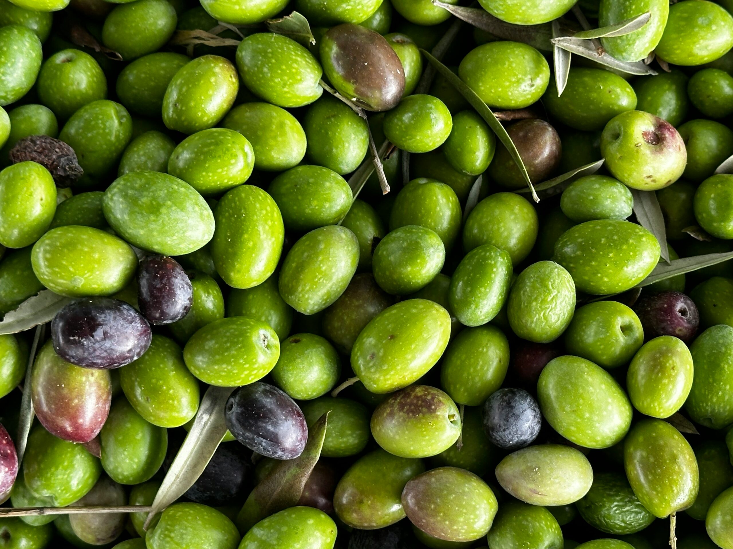 Olives: What Are, Types, Benefits, Content, and Safety