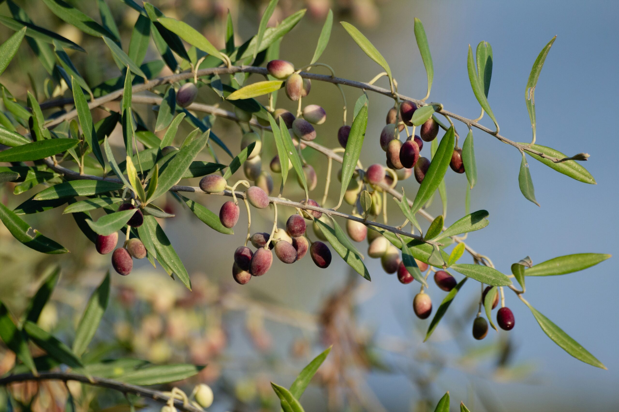 Olives: What Are, Types, Benefits, Content, and Safety