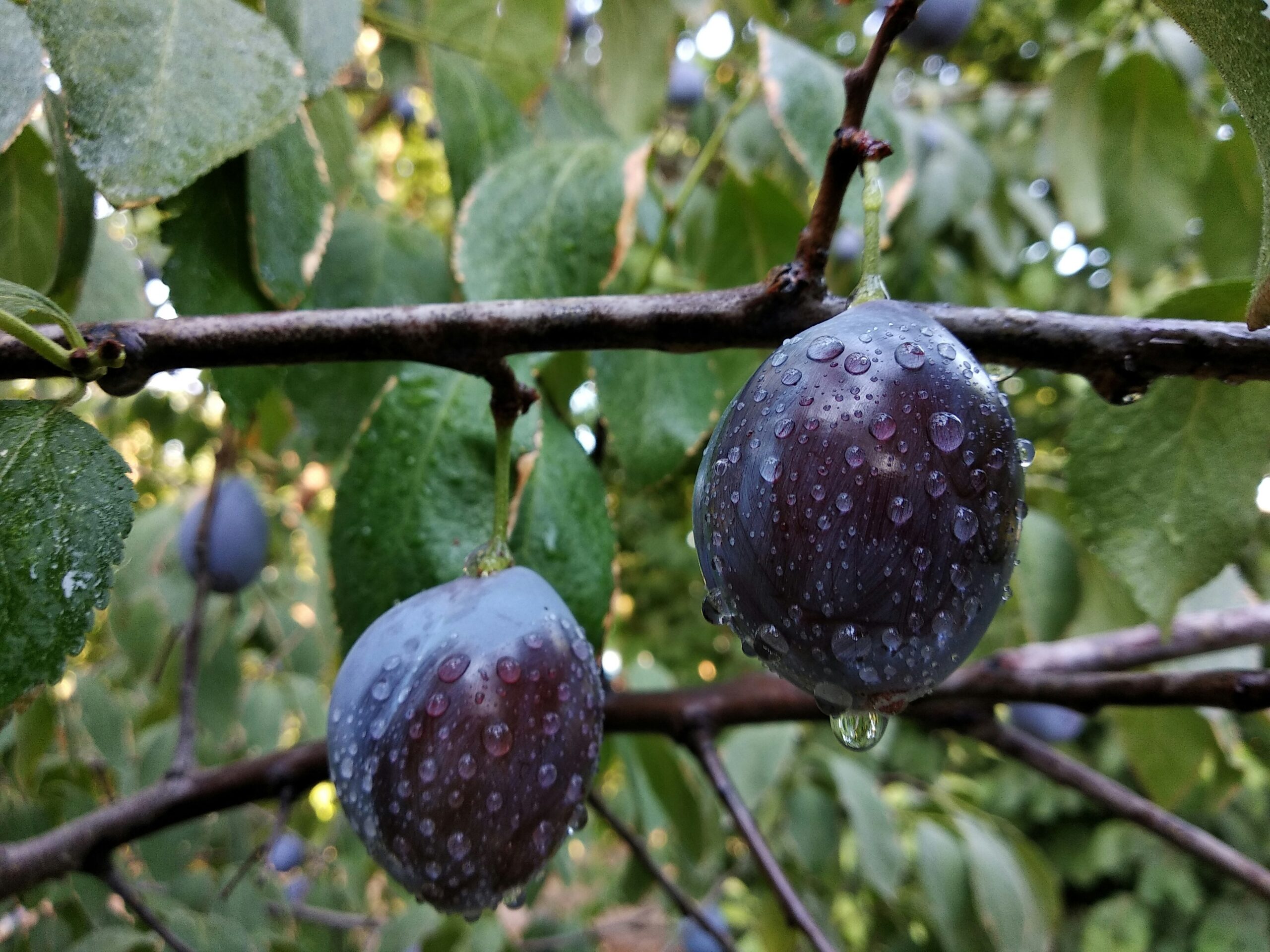 Prunes: What Are, Health Benefits, Content, and Safety