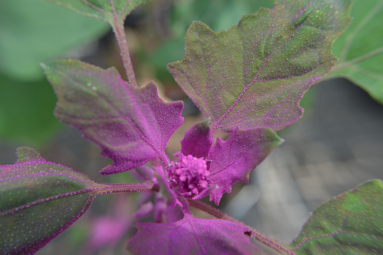 Quinoa: What Is, Uses, Benefits, Content, and Safety