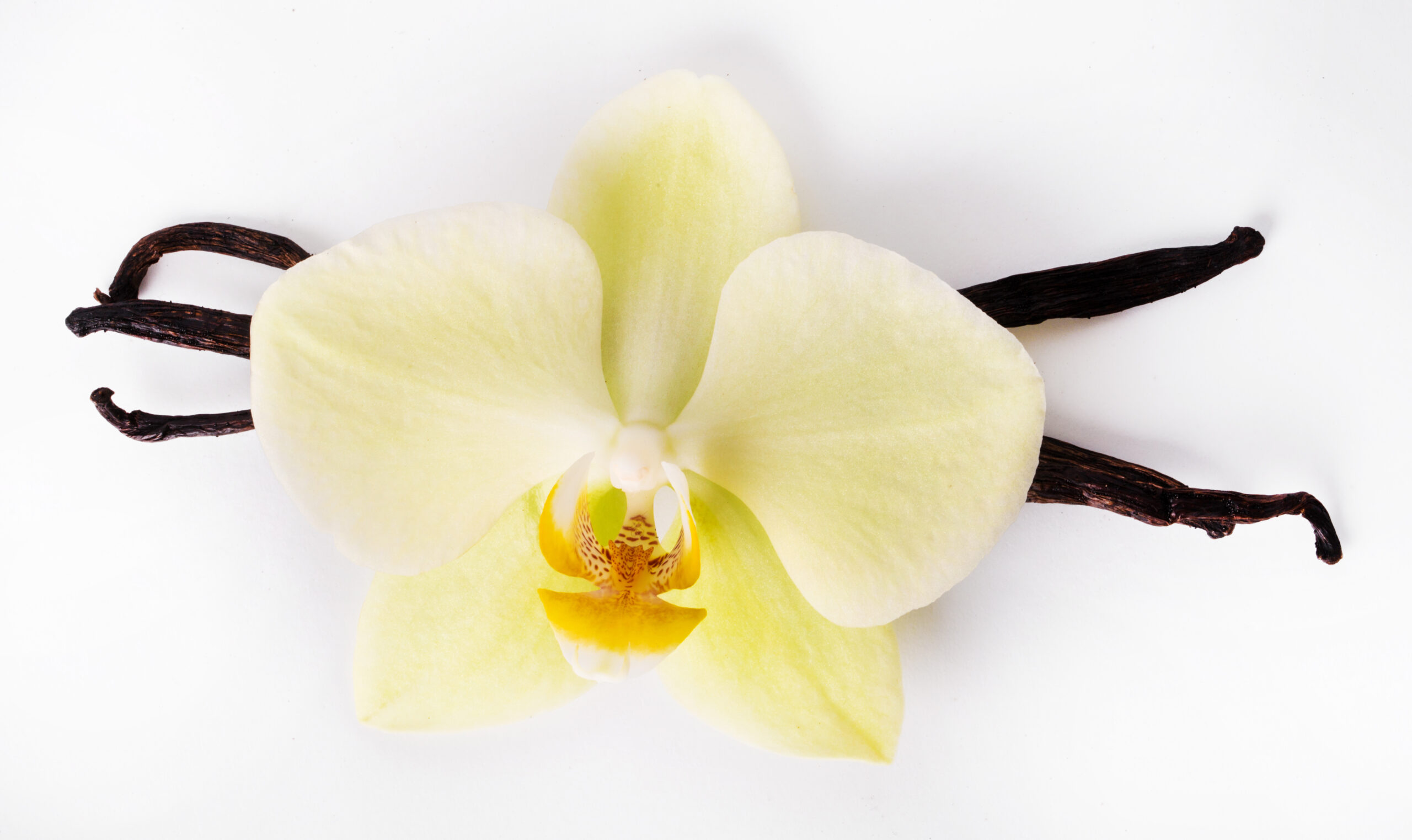 Vanilla: What Is, Various Forms, and Health Properties