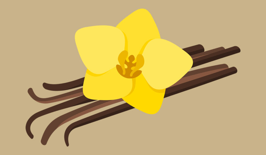 Vanilla: What Is, Various Forms, and Health Properties